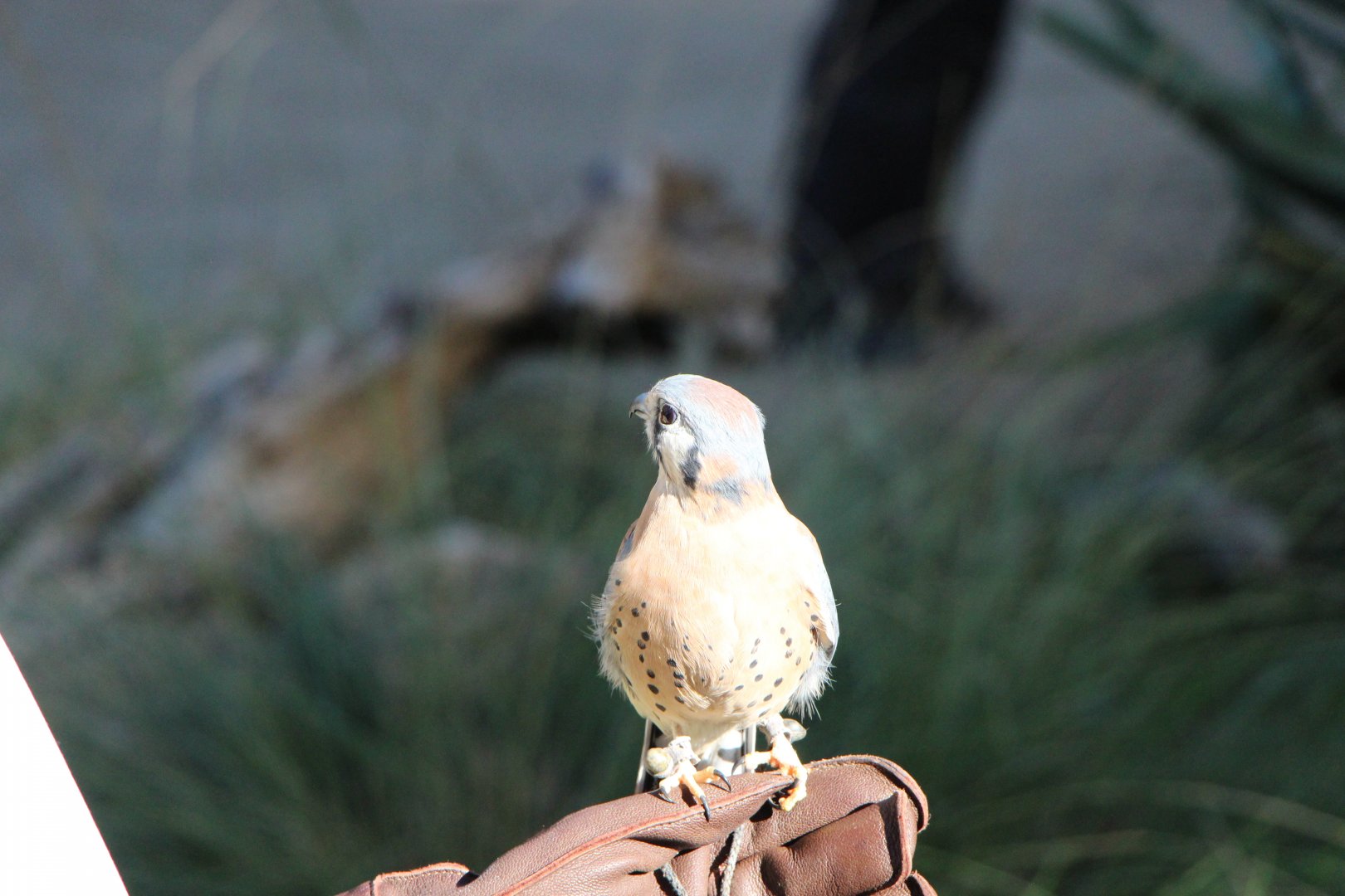 American Kestrel