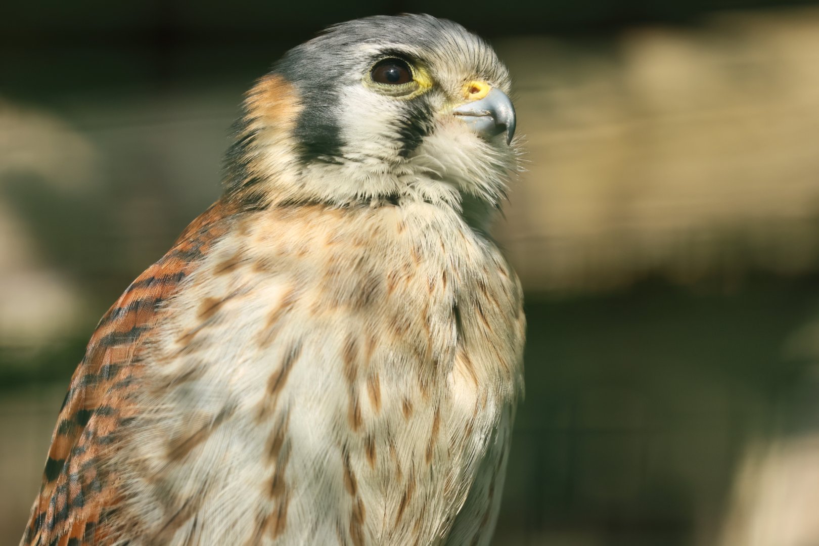 American kestrel