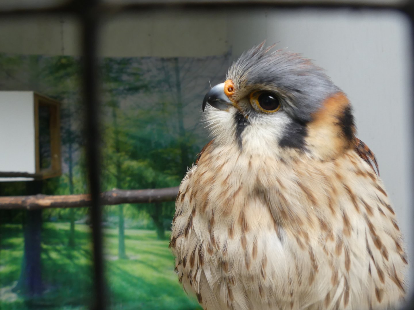 American Kestrel