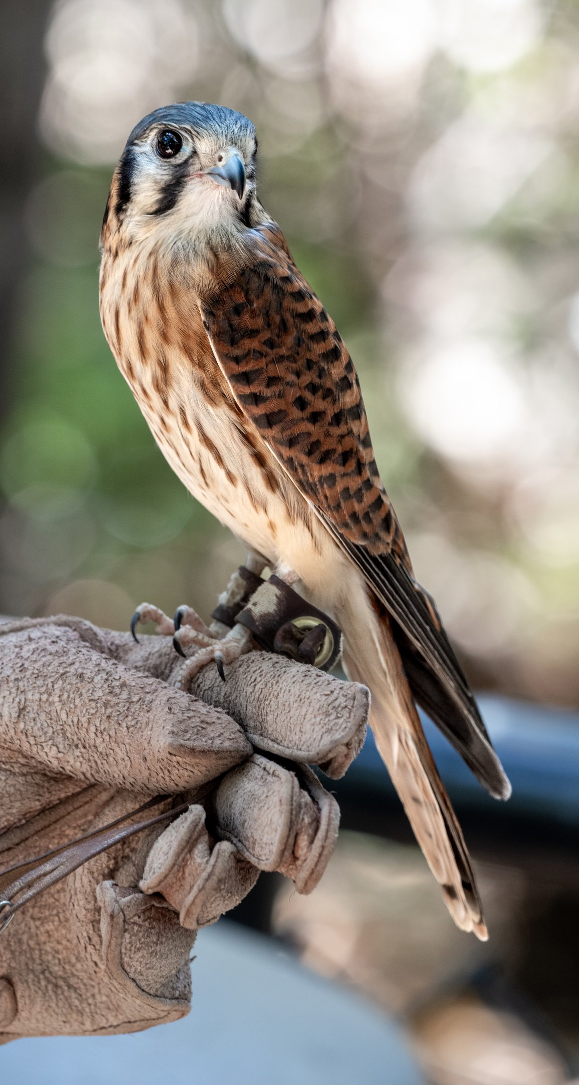 American Kestrel