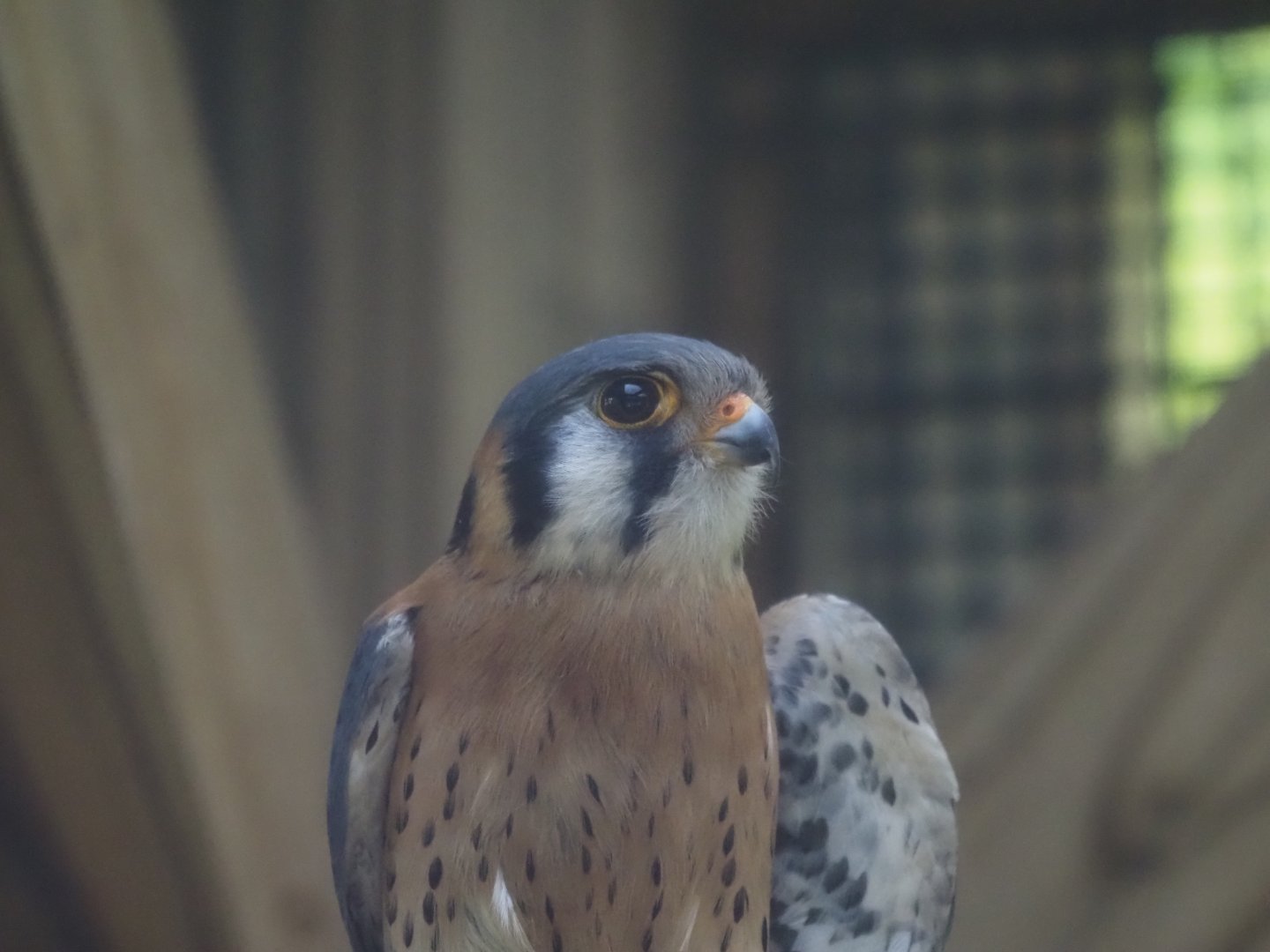 American Kestrel
