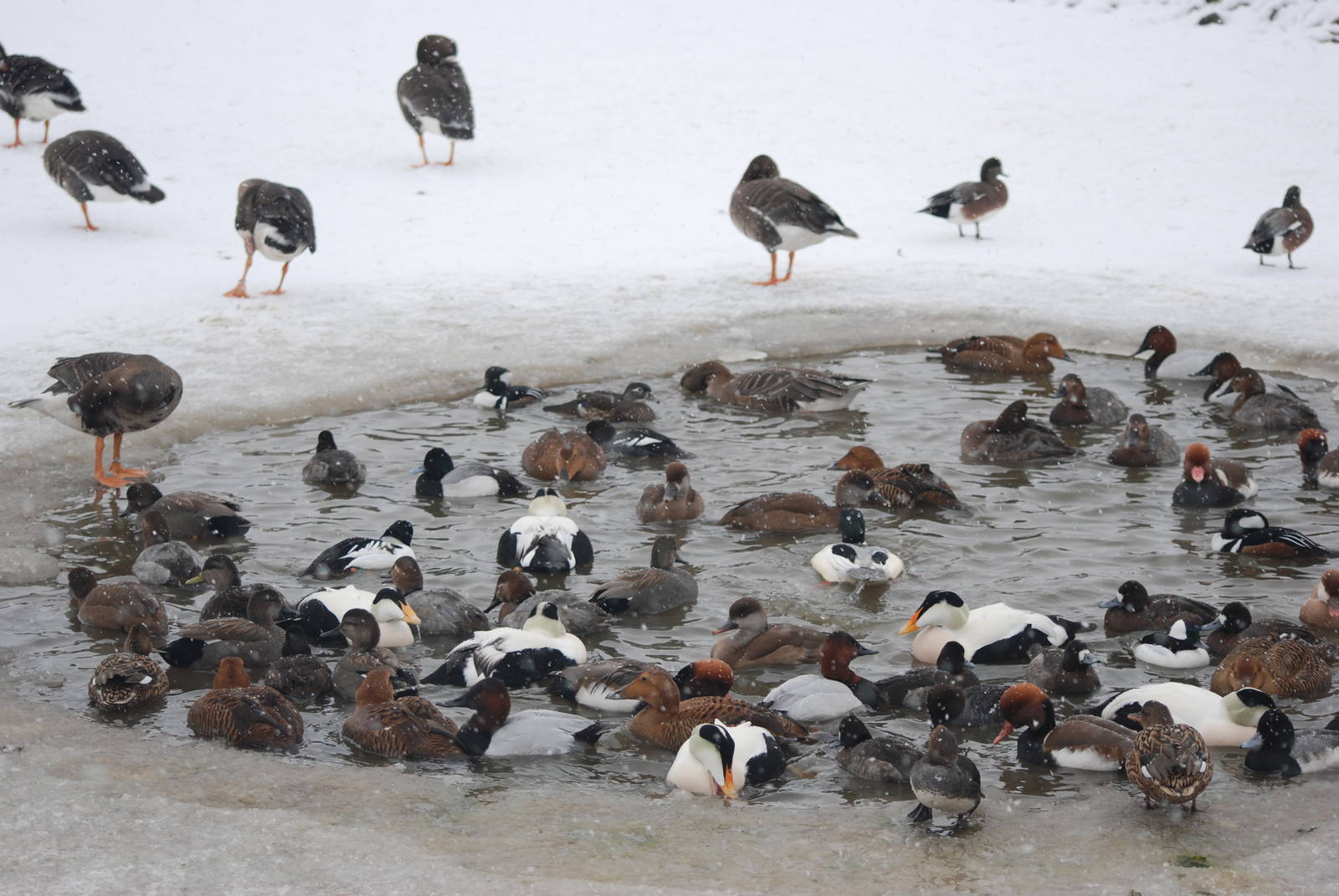 American Lake, Blackbrook in the Snow (again!) 27/12/10
