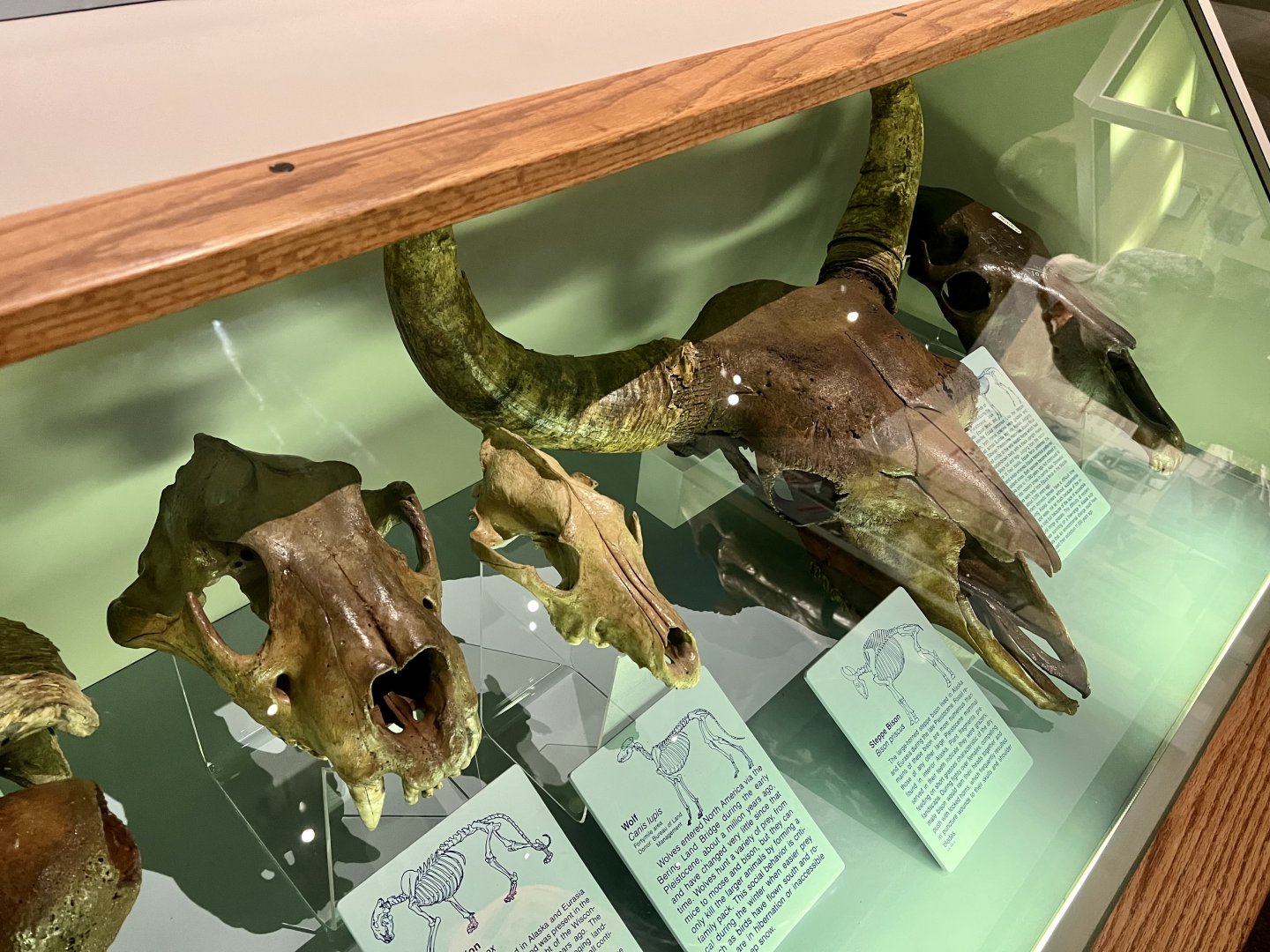 American Lion and Steppe Bison skulls
