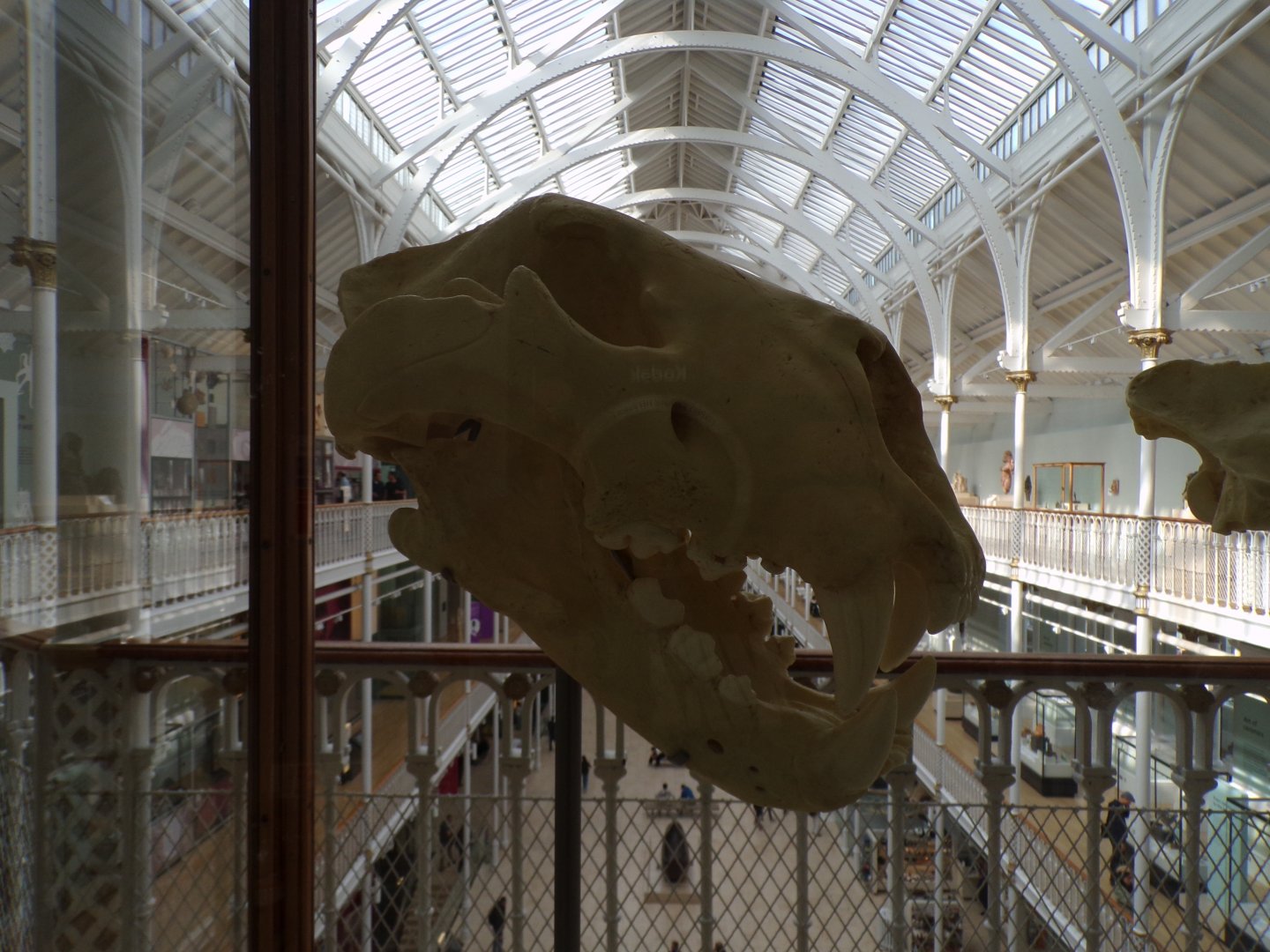 American lion skull 26.8.23