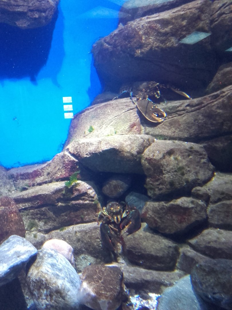 American lobster and European lobster