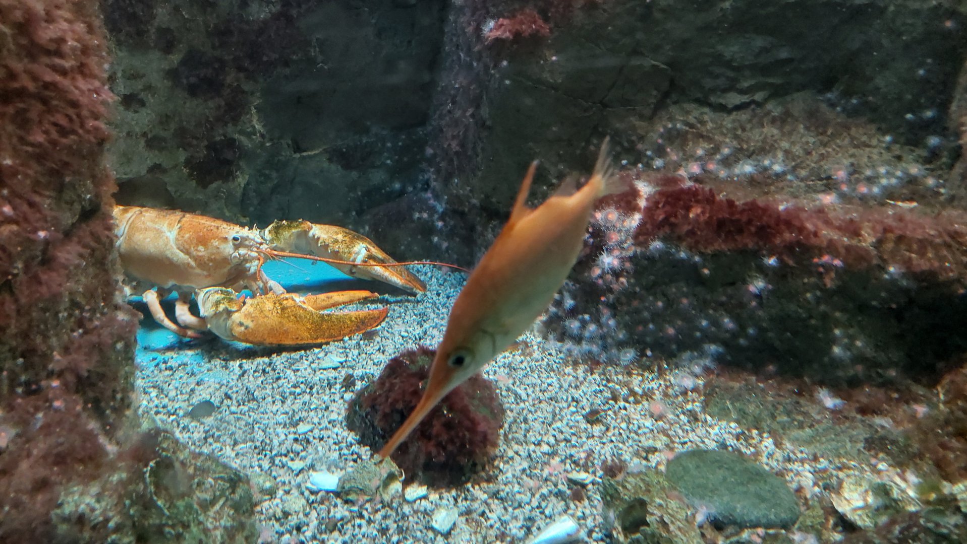 American Lobster and Longspine Snipefish