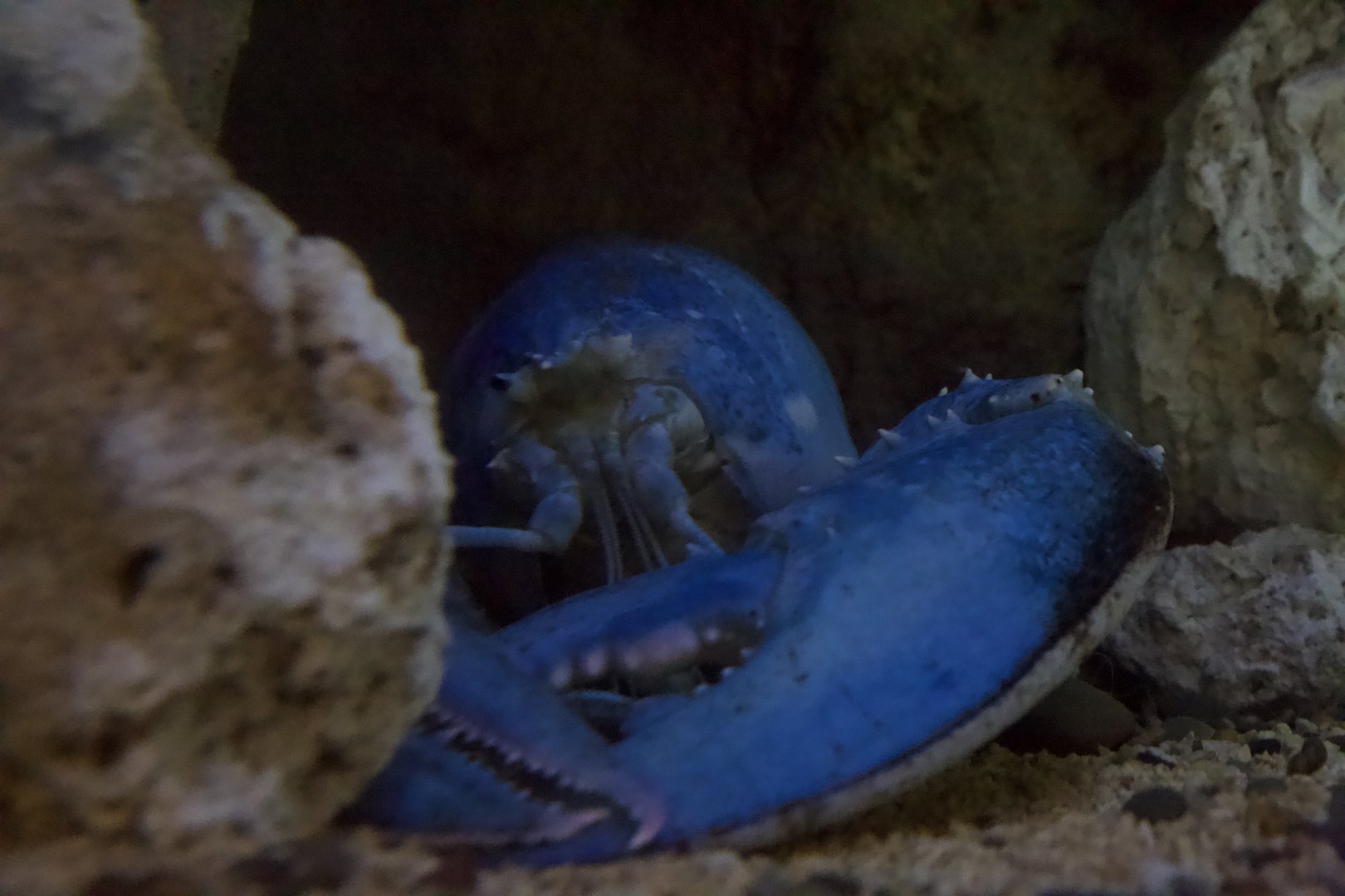 American Lobster (Blue)/ Homarus americanus