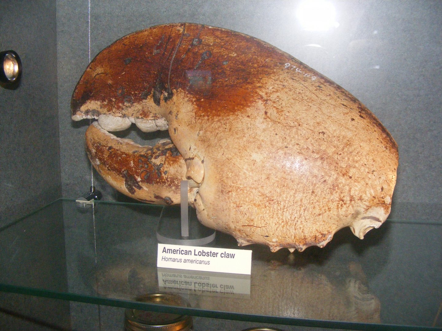 American Lobster crusher claw - Rooms Museum