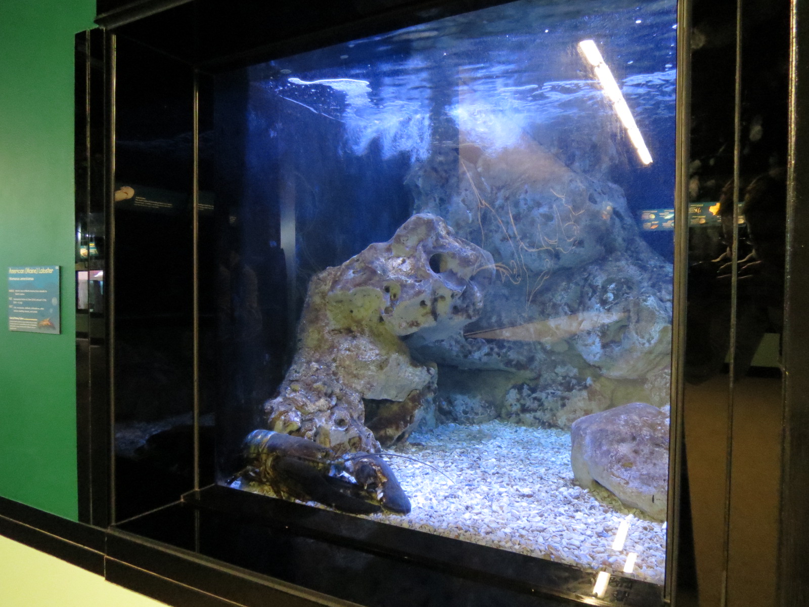 American Lobster Exhibit