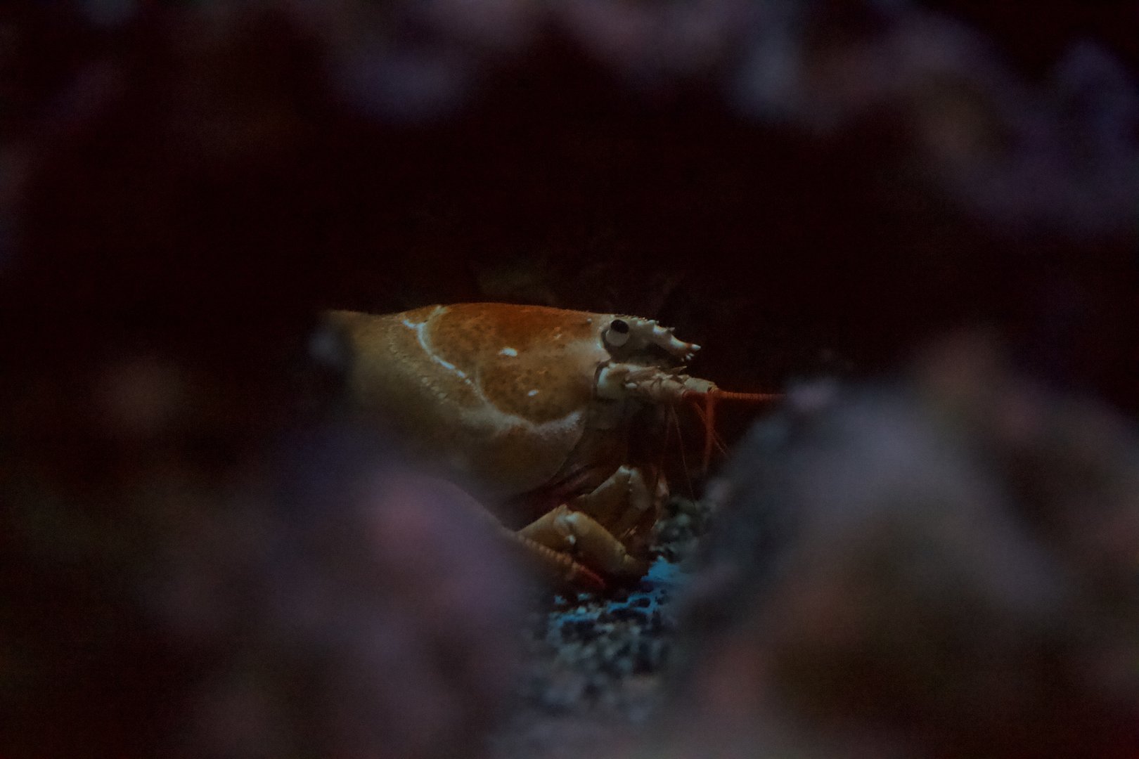 American Lobster/ Homarus americanus