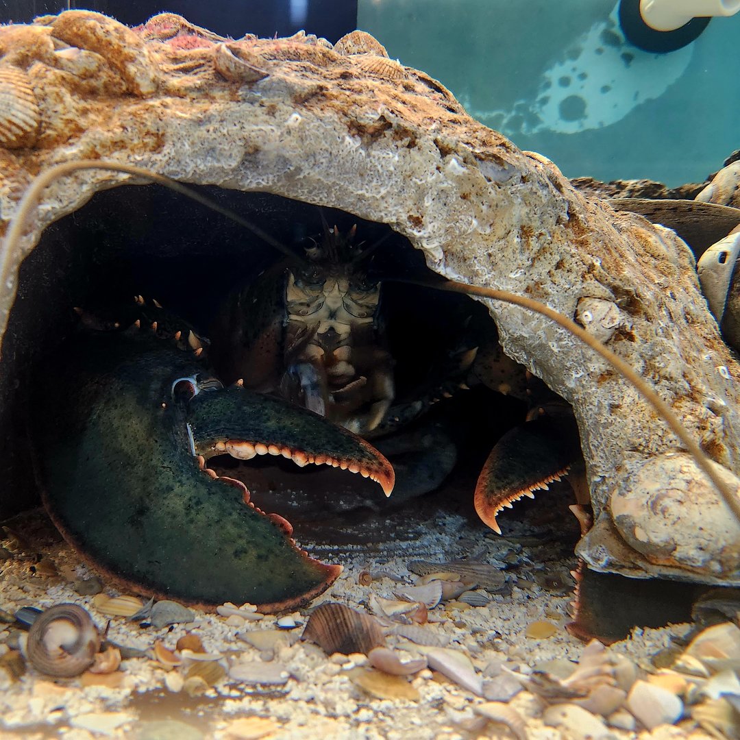 American Lobster (Homarus americanus)