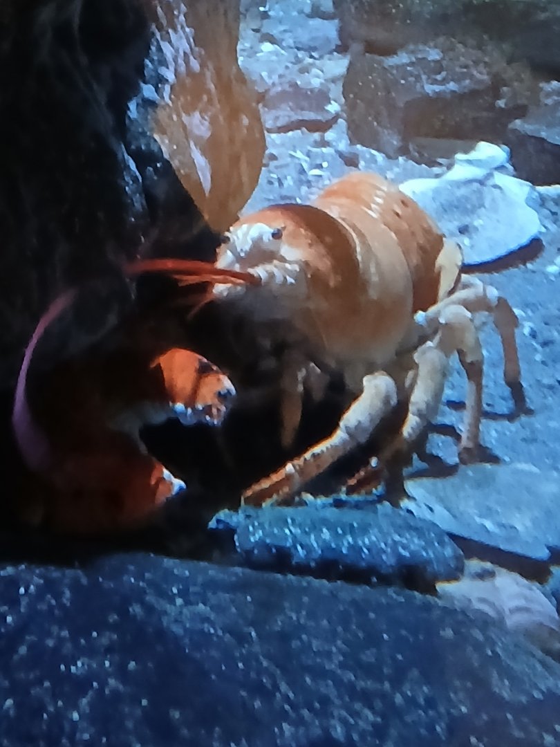 American Lobster - Seen Jan 29 2025