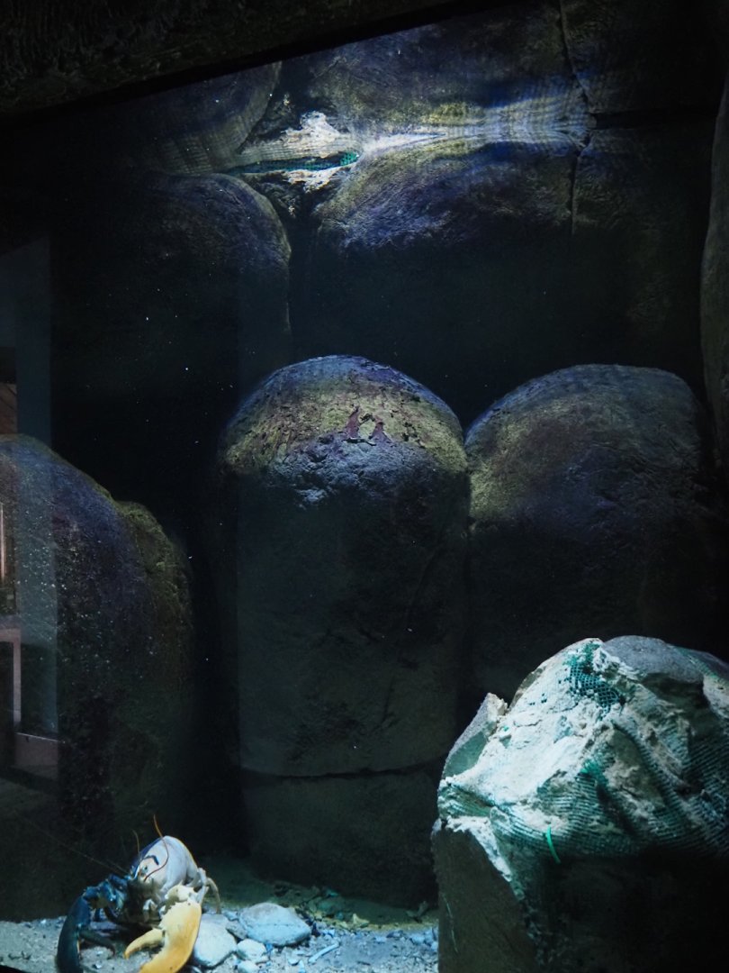 American lobster tank (Now gone, lobster is now in a different exhibit), 2024-06-30