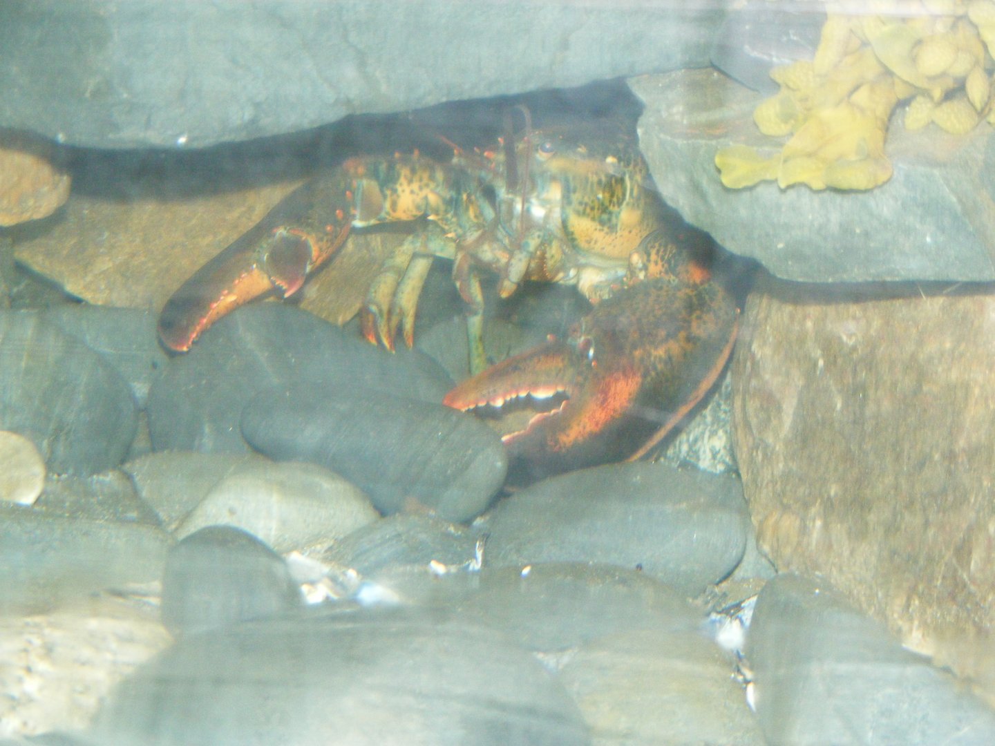 American Lobster - Terra Nova NP Visitor's Center