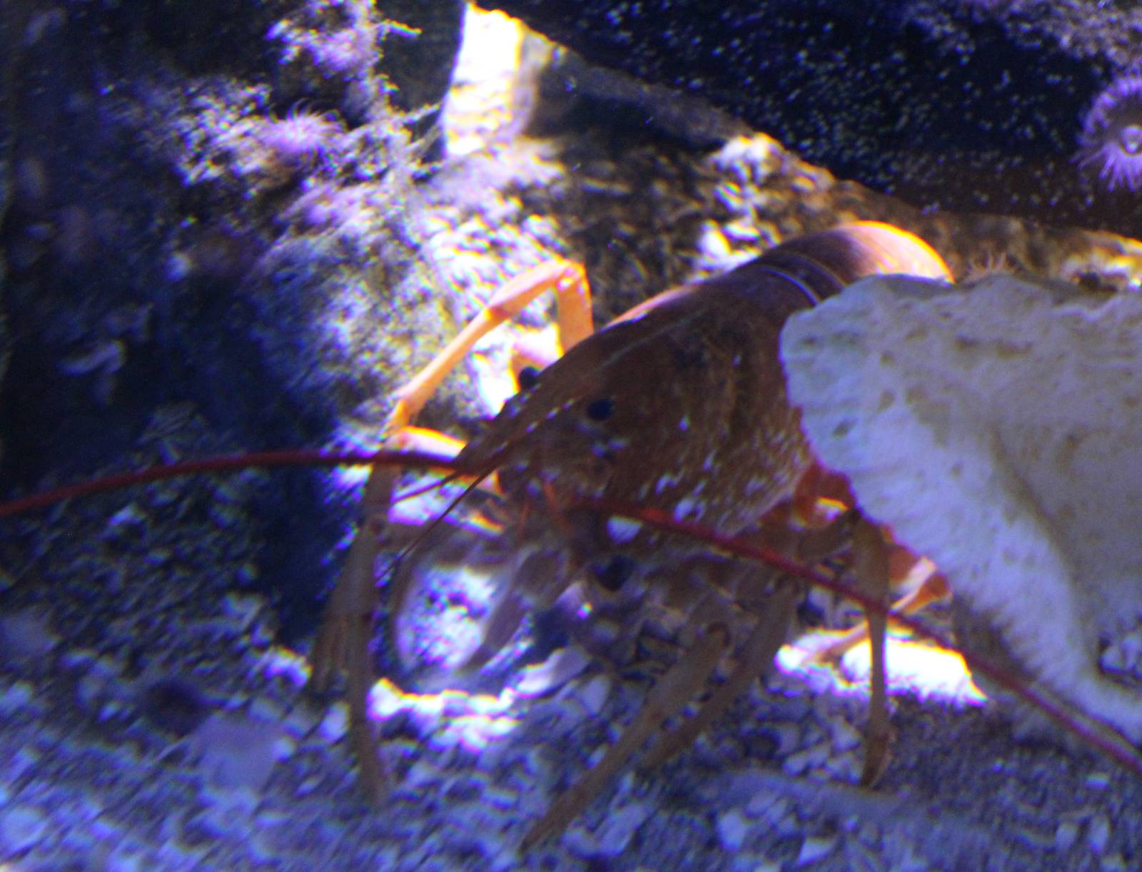 American lobster
