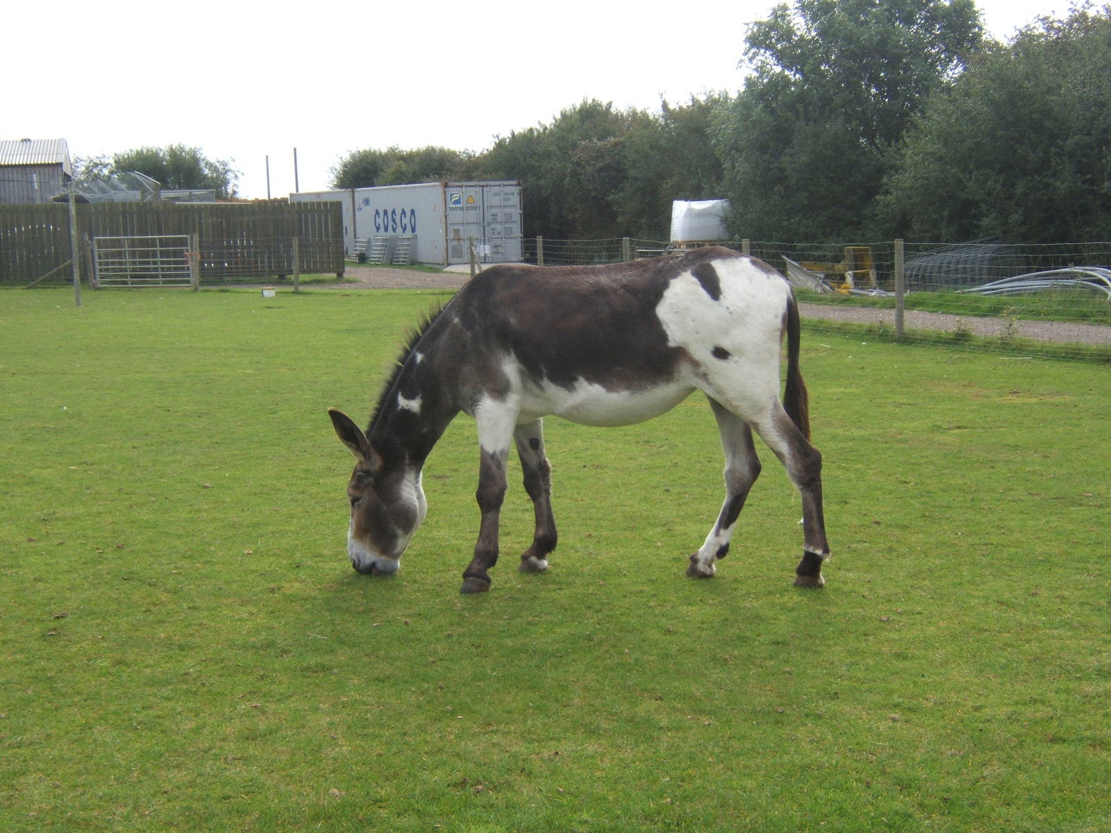 American Mammoth Donkey