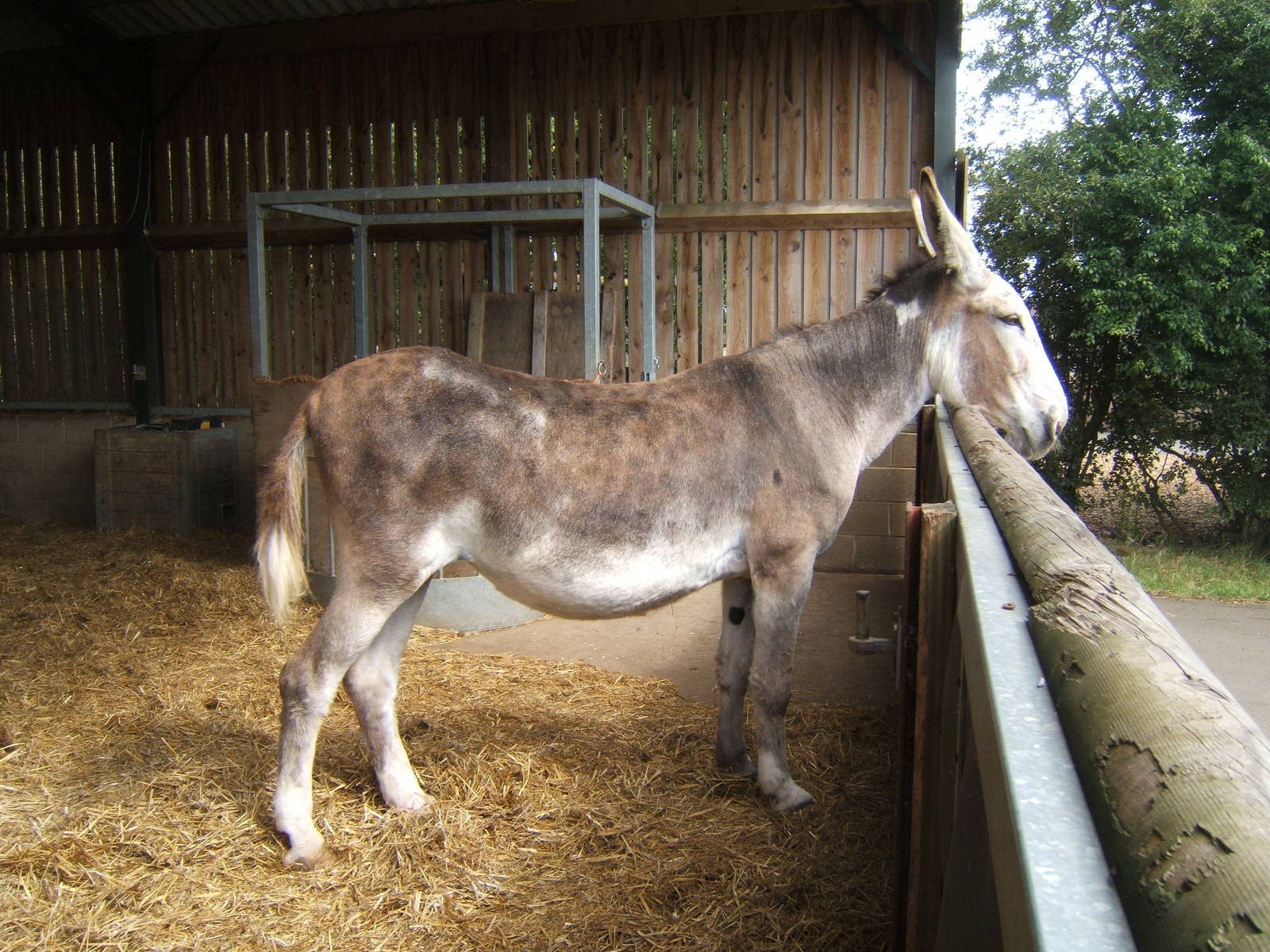 American Mammoth Donkey