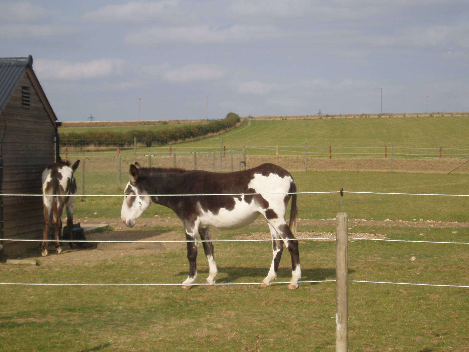 American mammoth donkey
