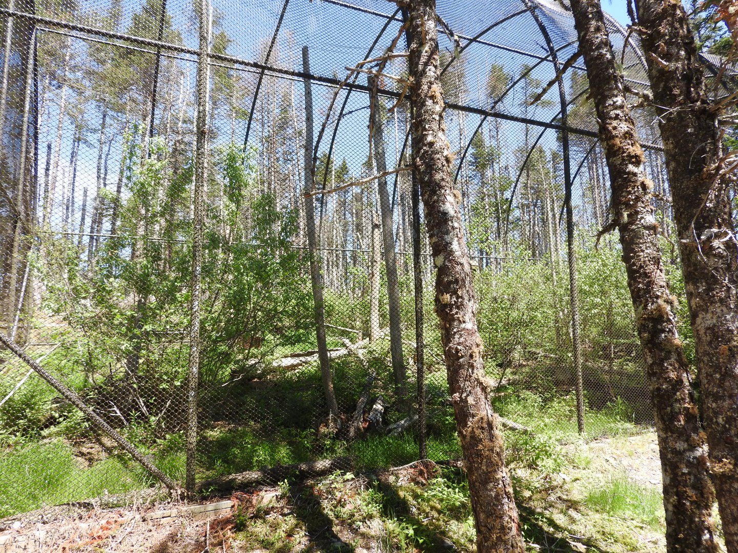 American Marten exhibit