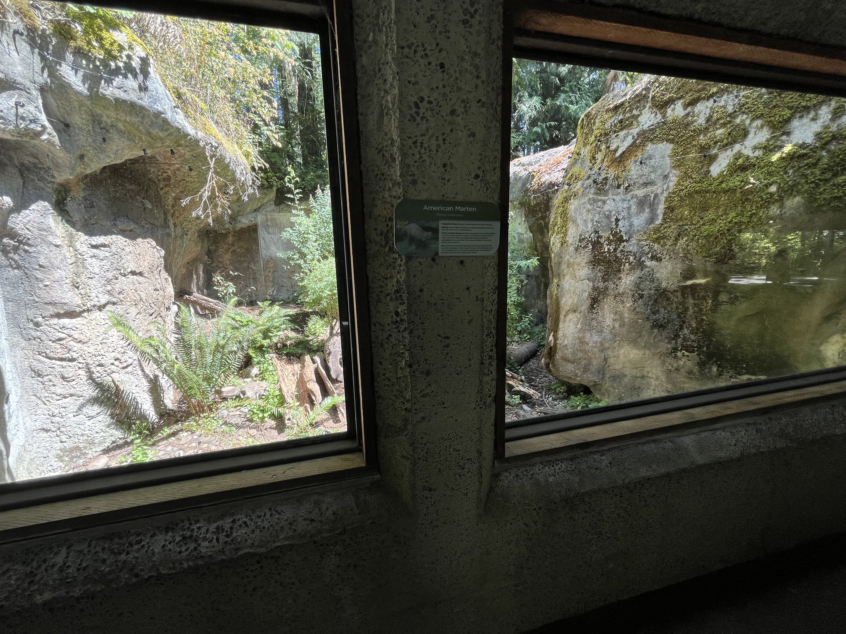 American Marten Exhibit