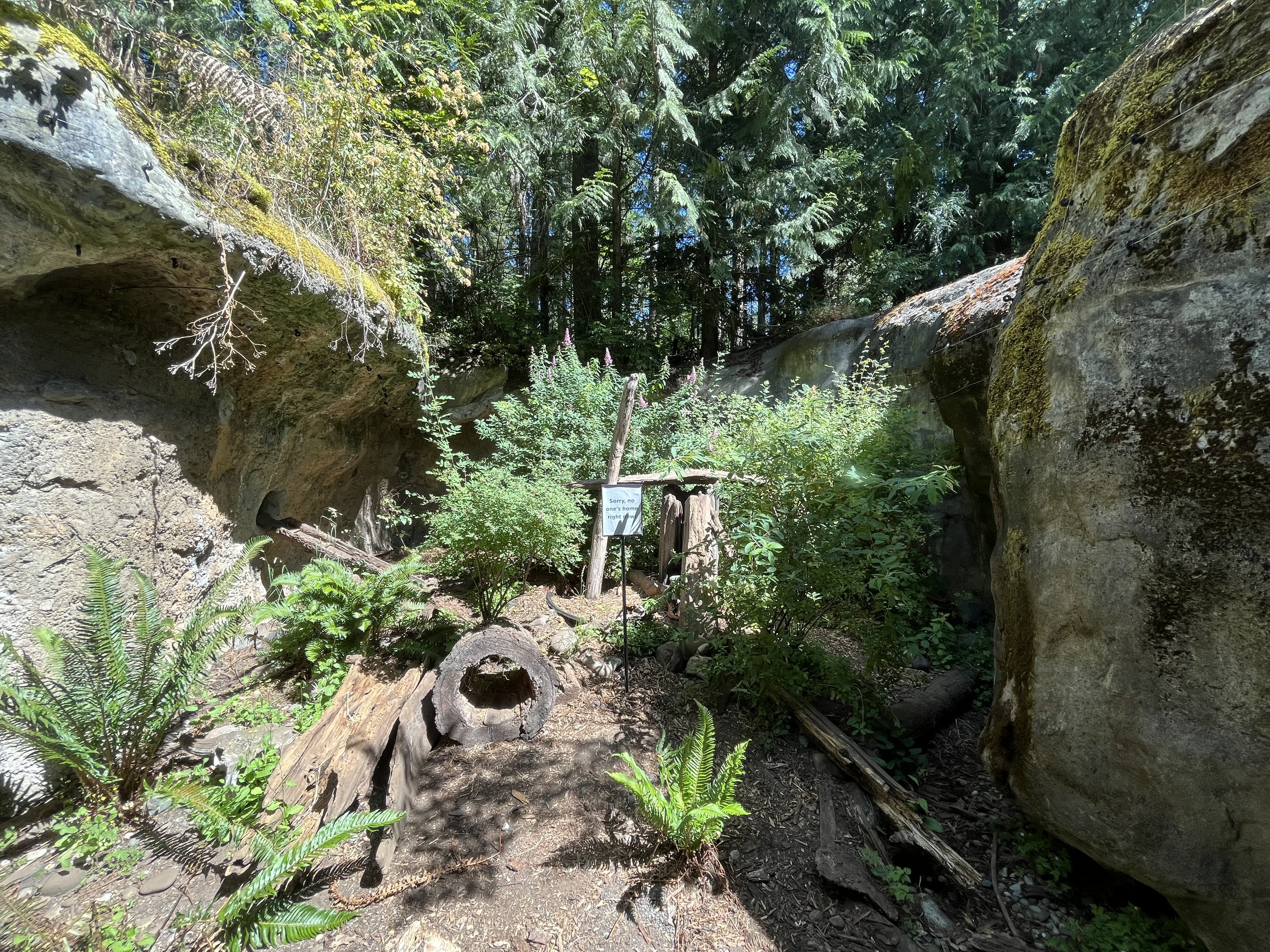 American Marten Exhibit