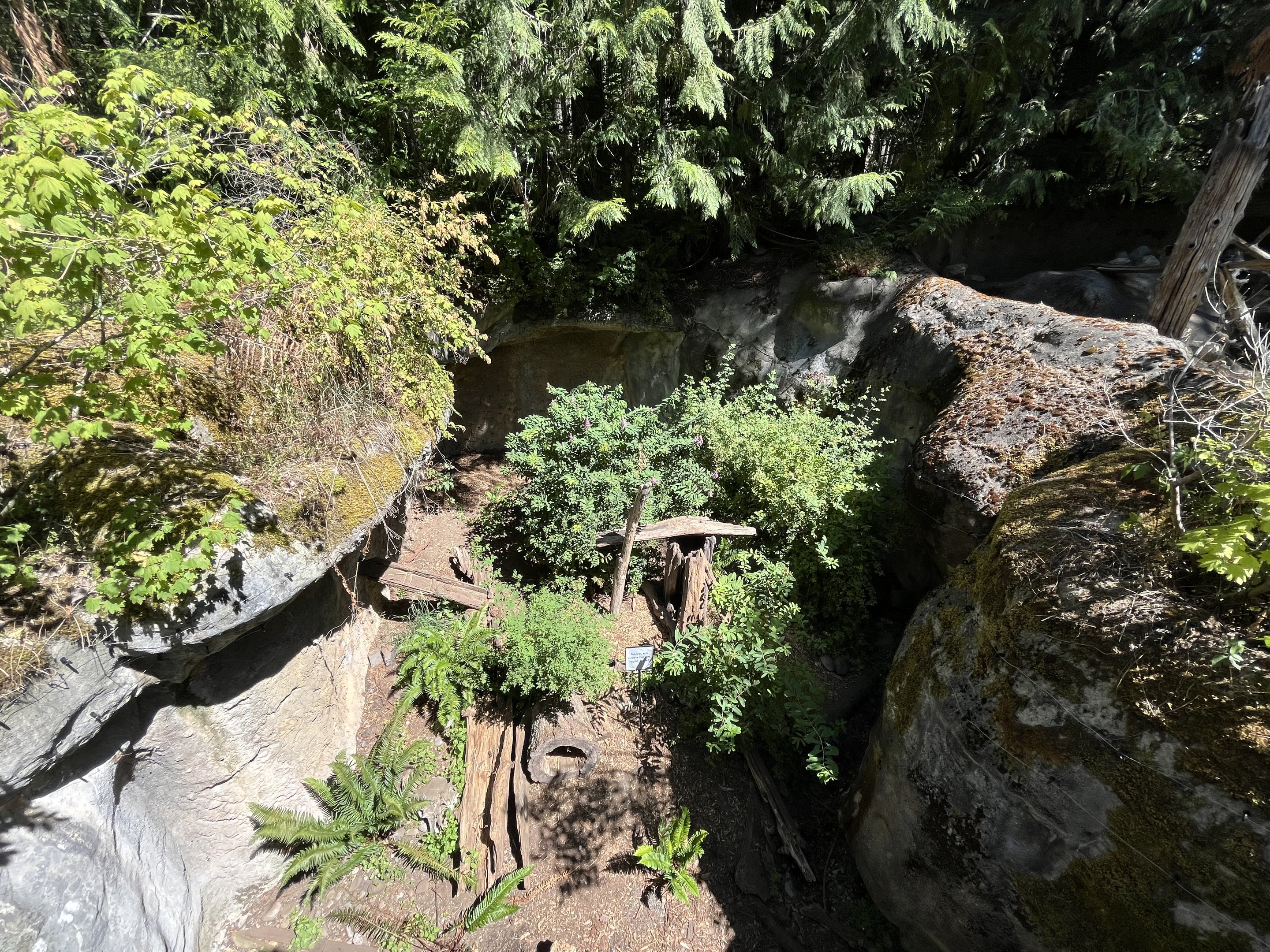 American Marten Exhibit