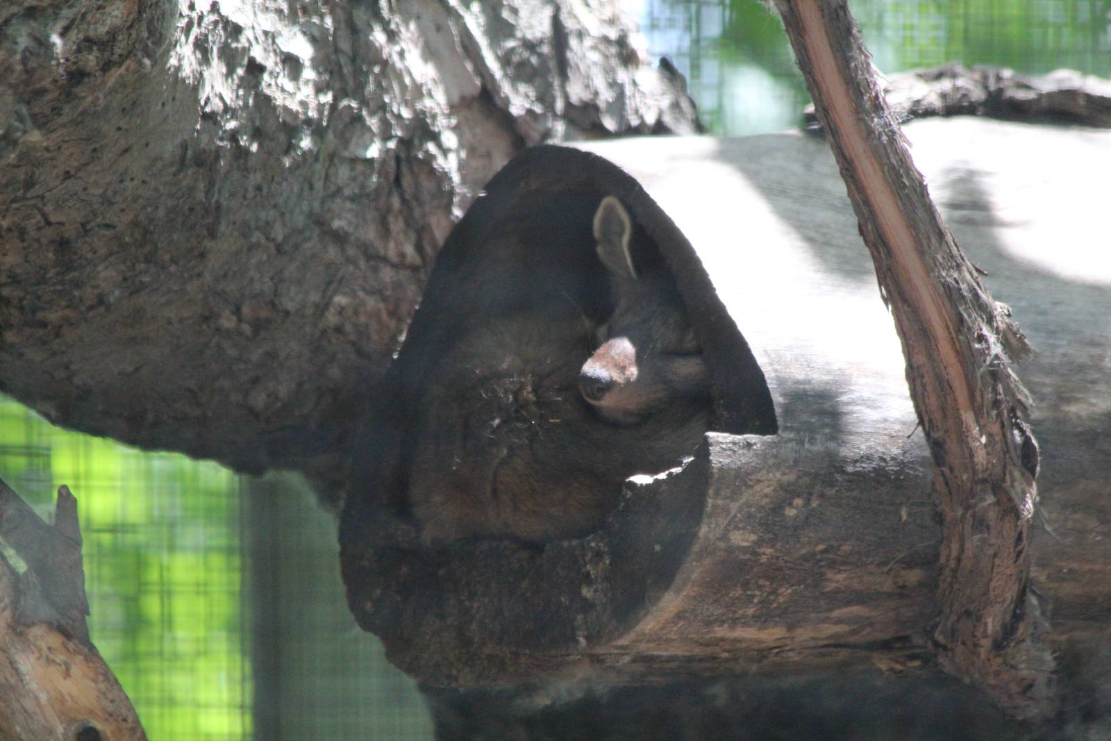 American Marten - June 2016