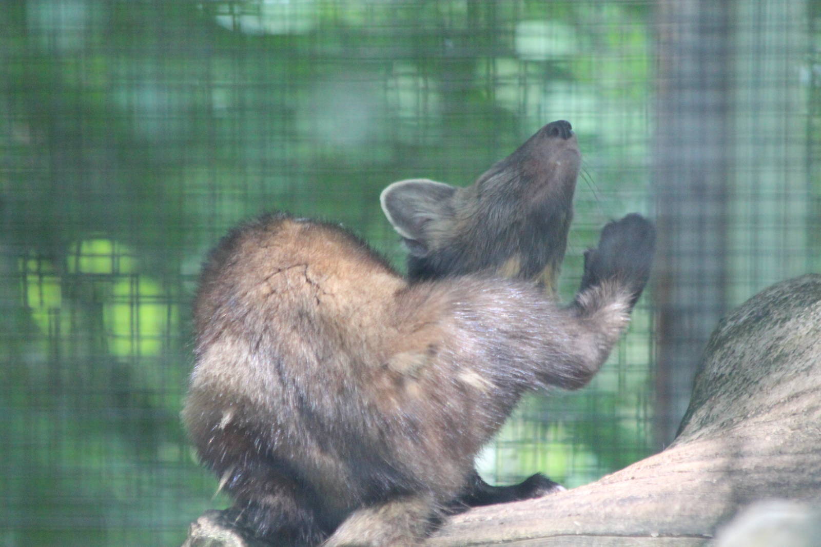 American Marten - June 2016