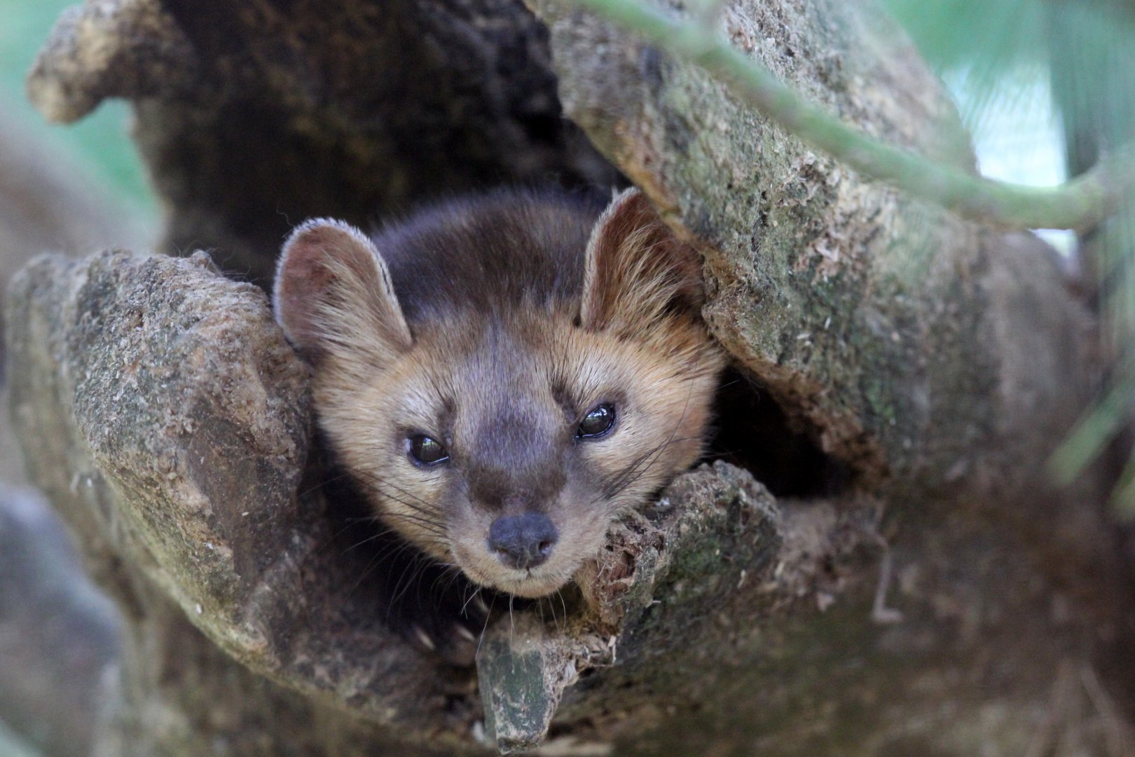 American marten (Martes americana)