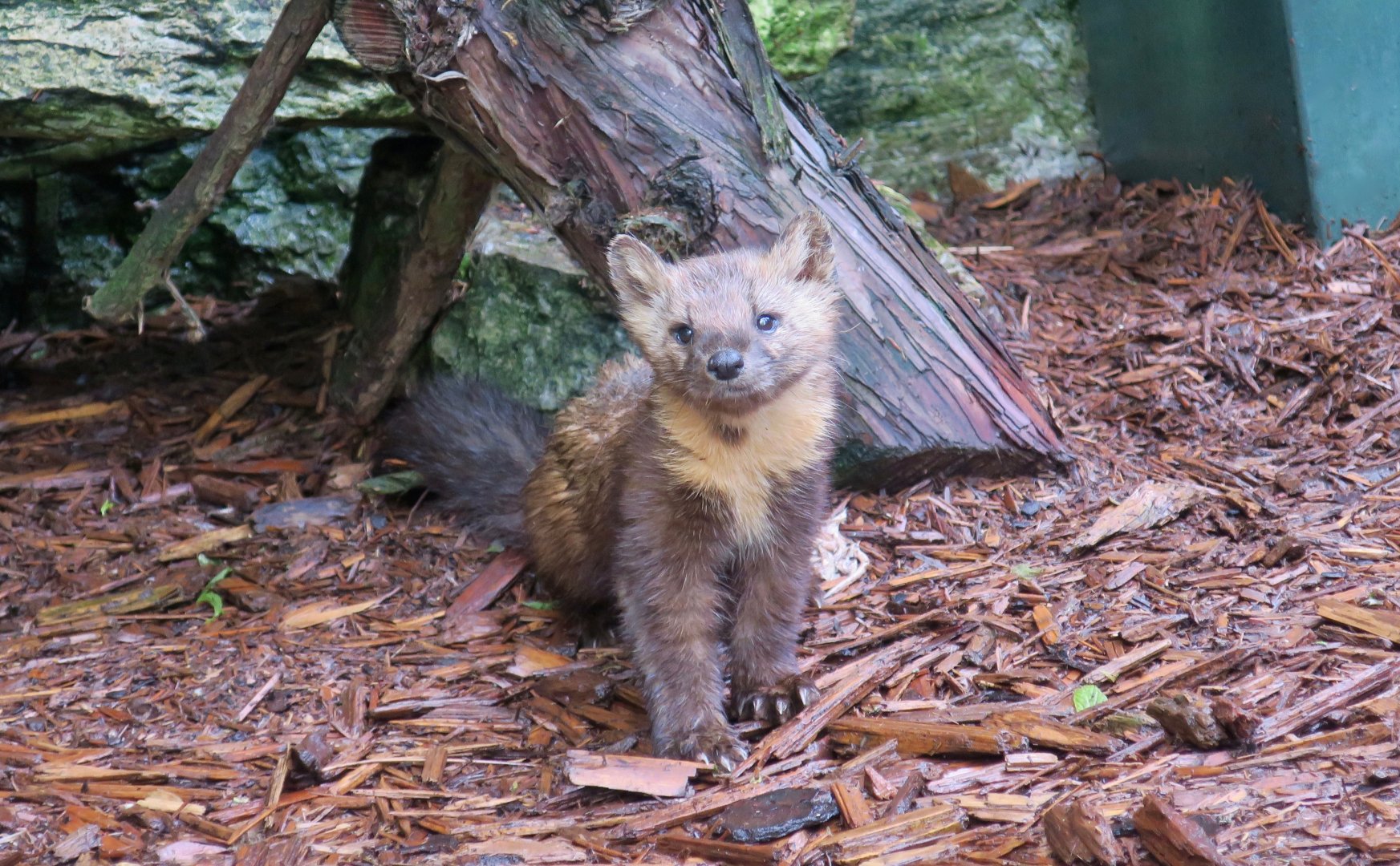 American Marten (Martes americana)