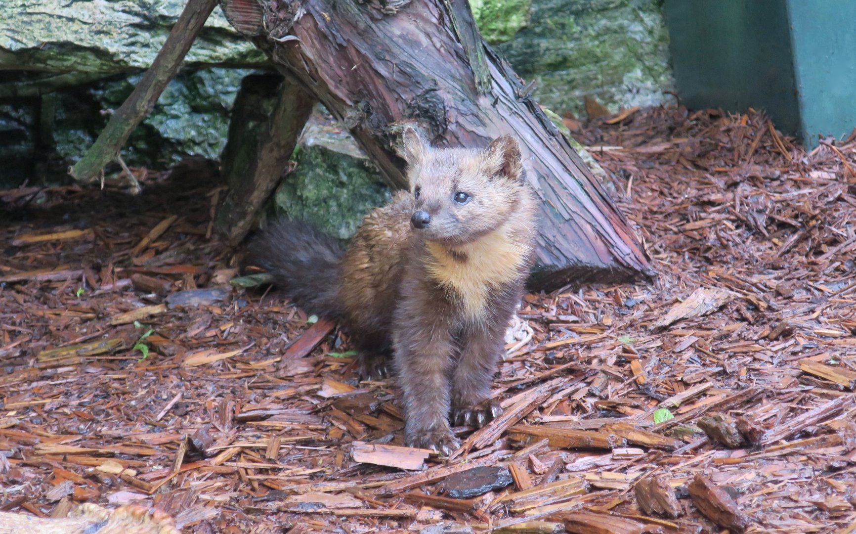 American Marten (Martes americana)