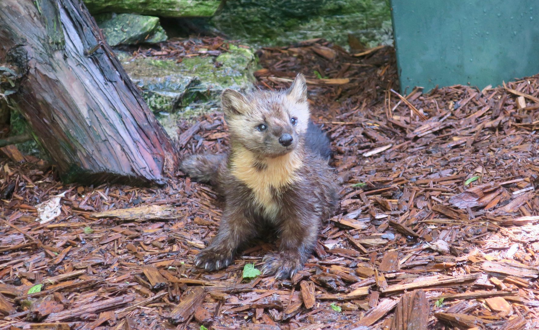 American Marten (Martes americana)