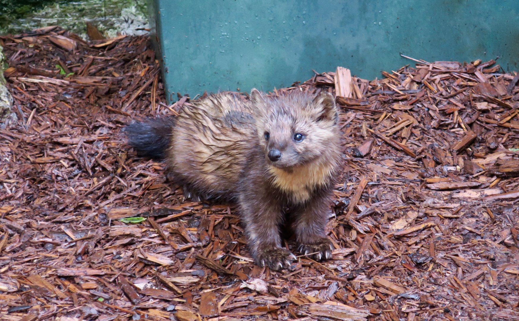 American Marten (Martes americana)