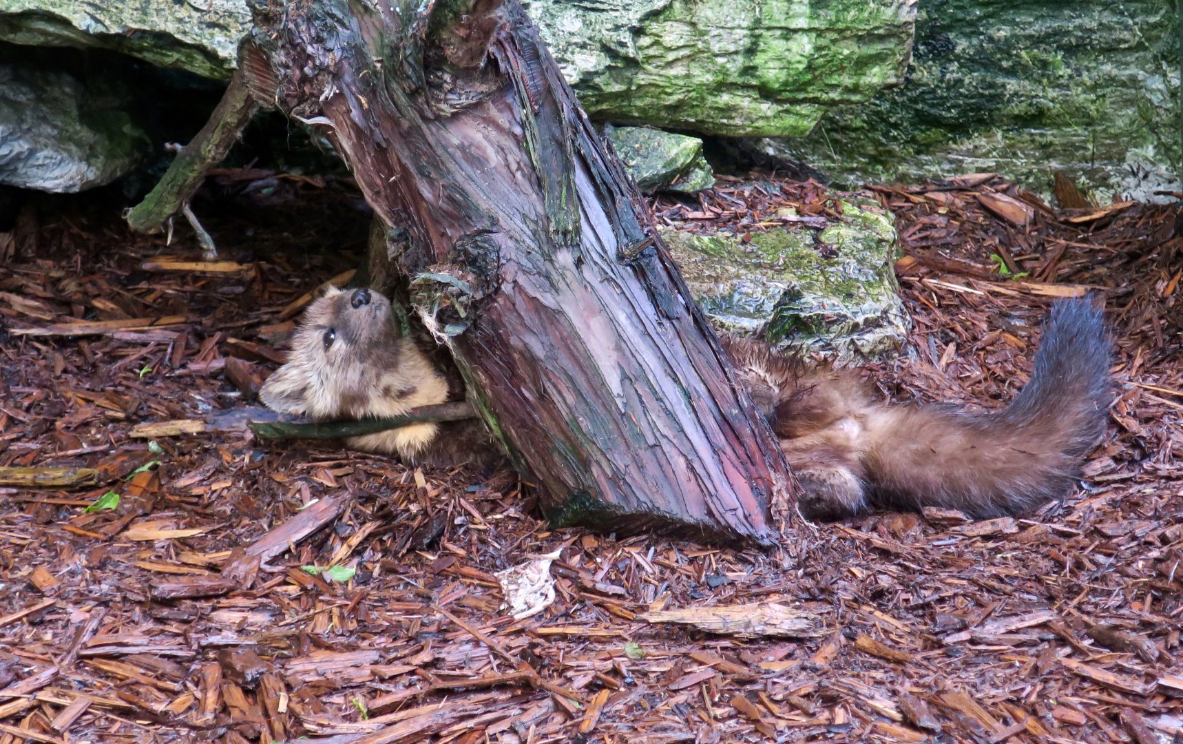 American Marten (Martes americana)