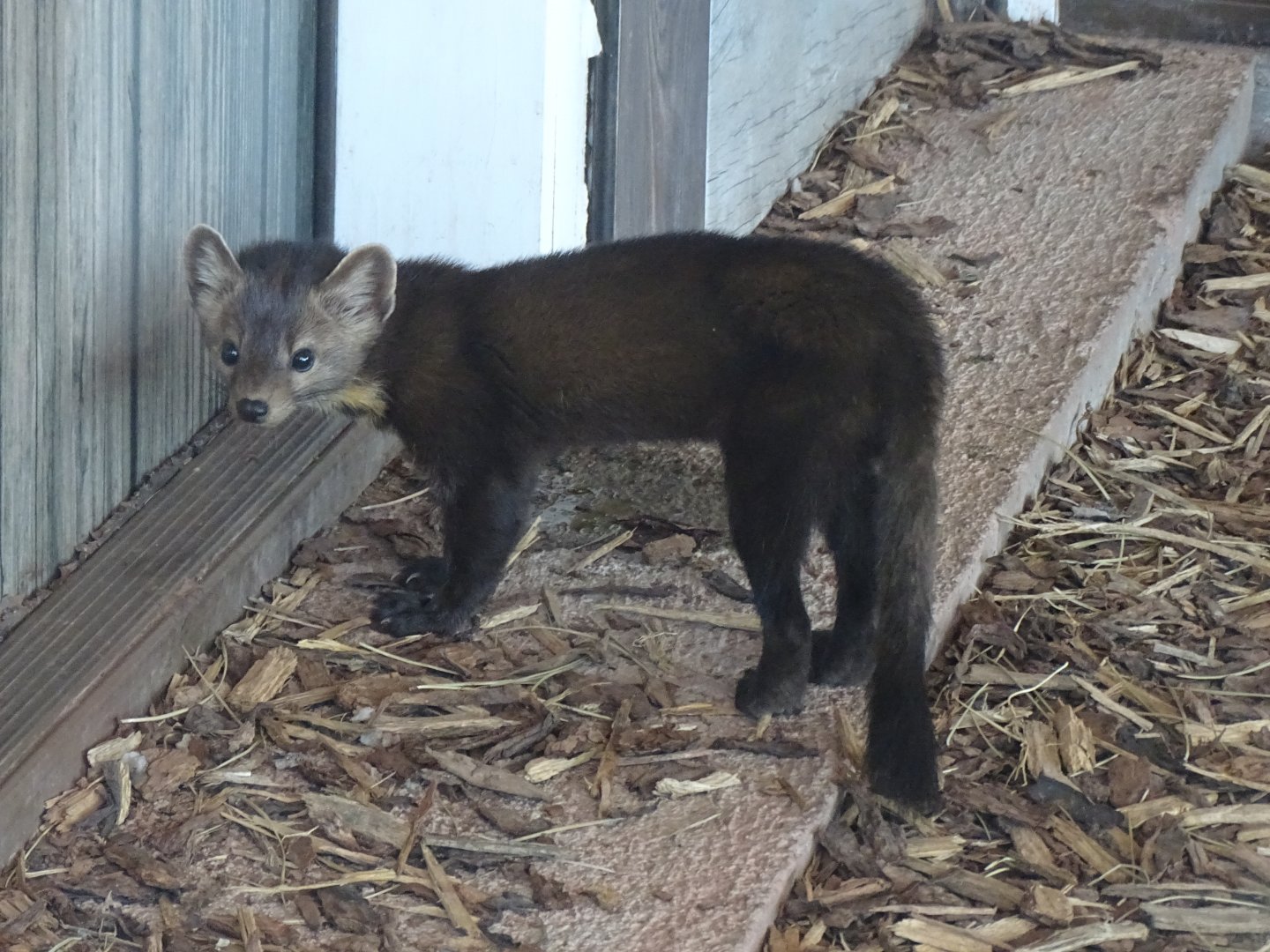 American marten (Martes americana)