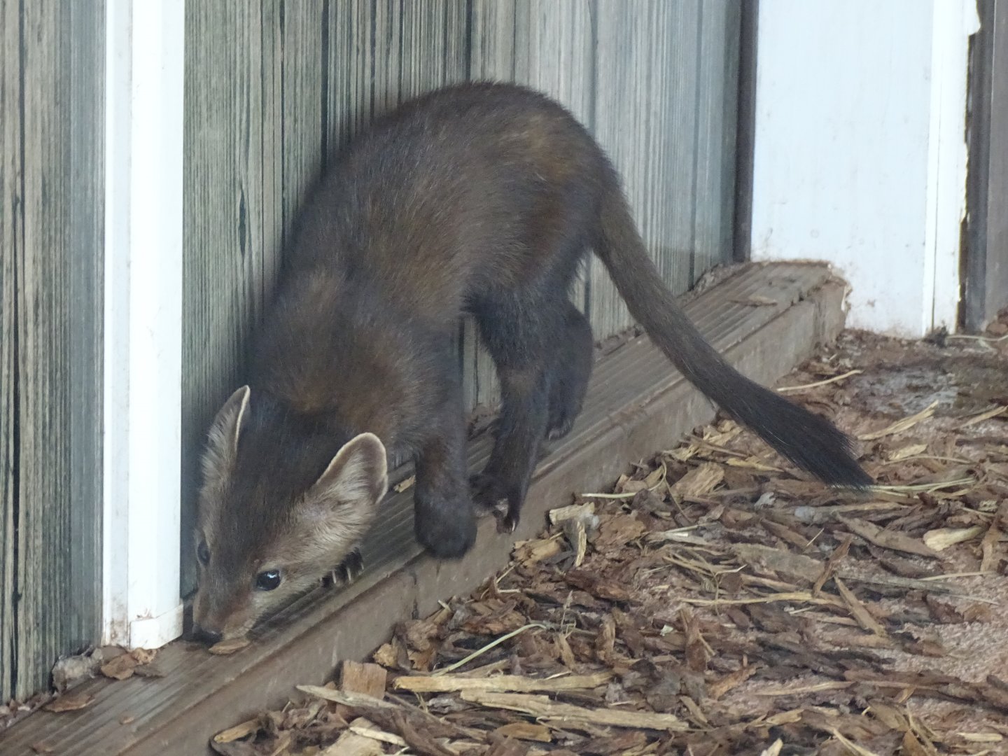 American marten (Martes americana)