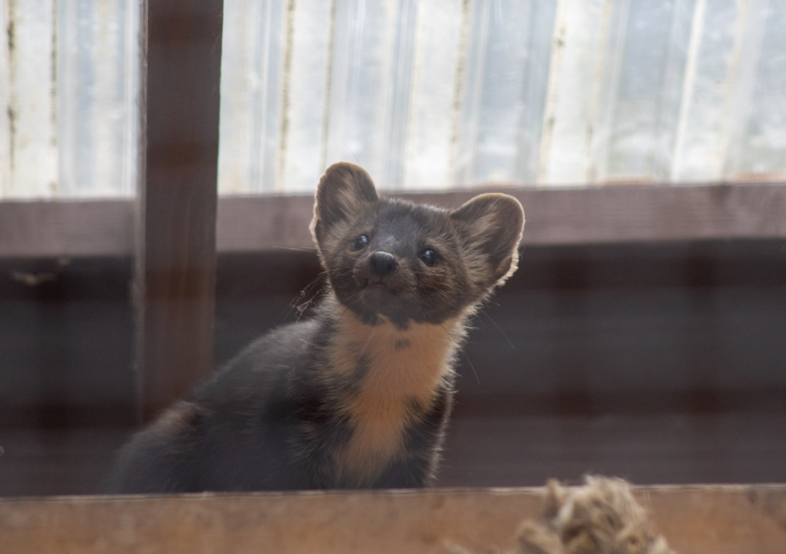 American Marten