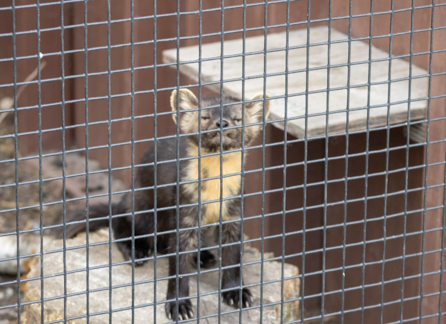 American Marten