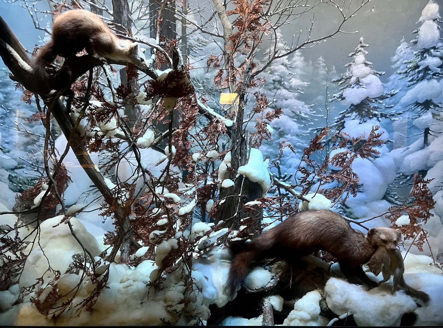 American Martin, Fisher, and American Red Squirrel Diorama