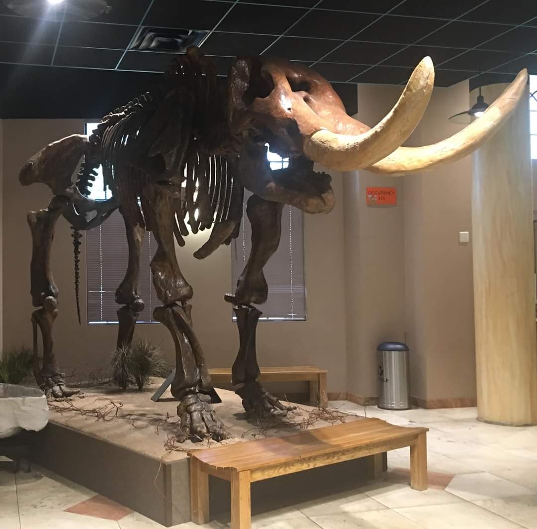 American mastodon (Mammut americanum)