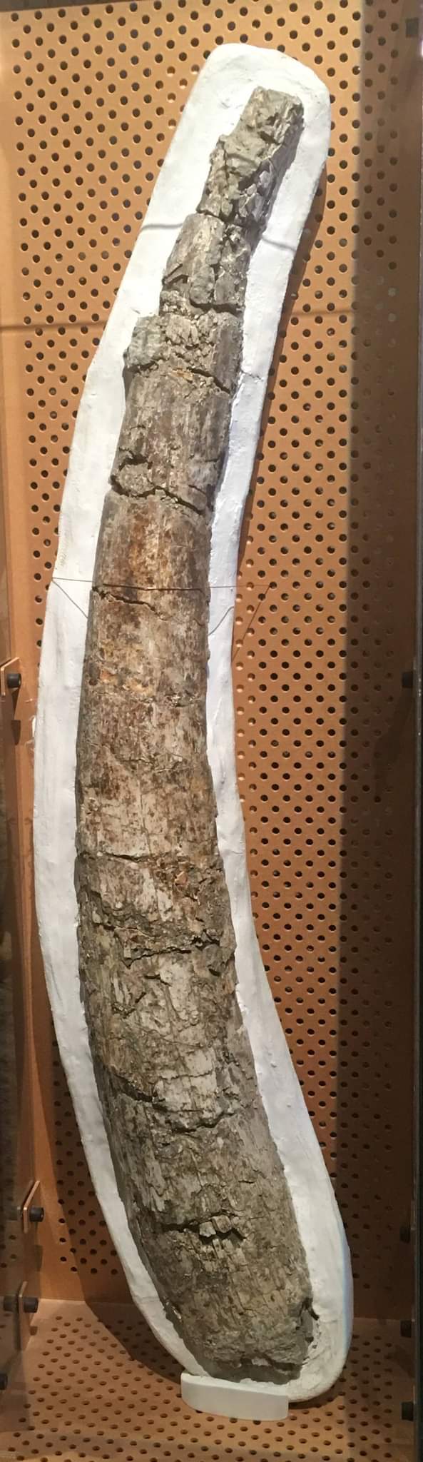 American mastodon (Mammut americanus) tusk