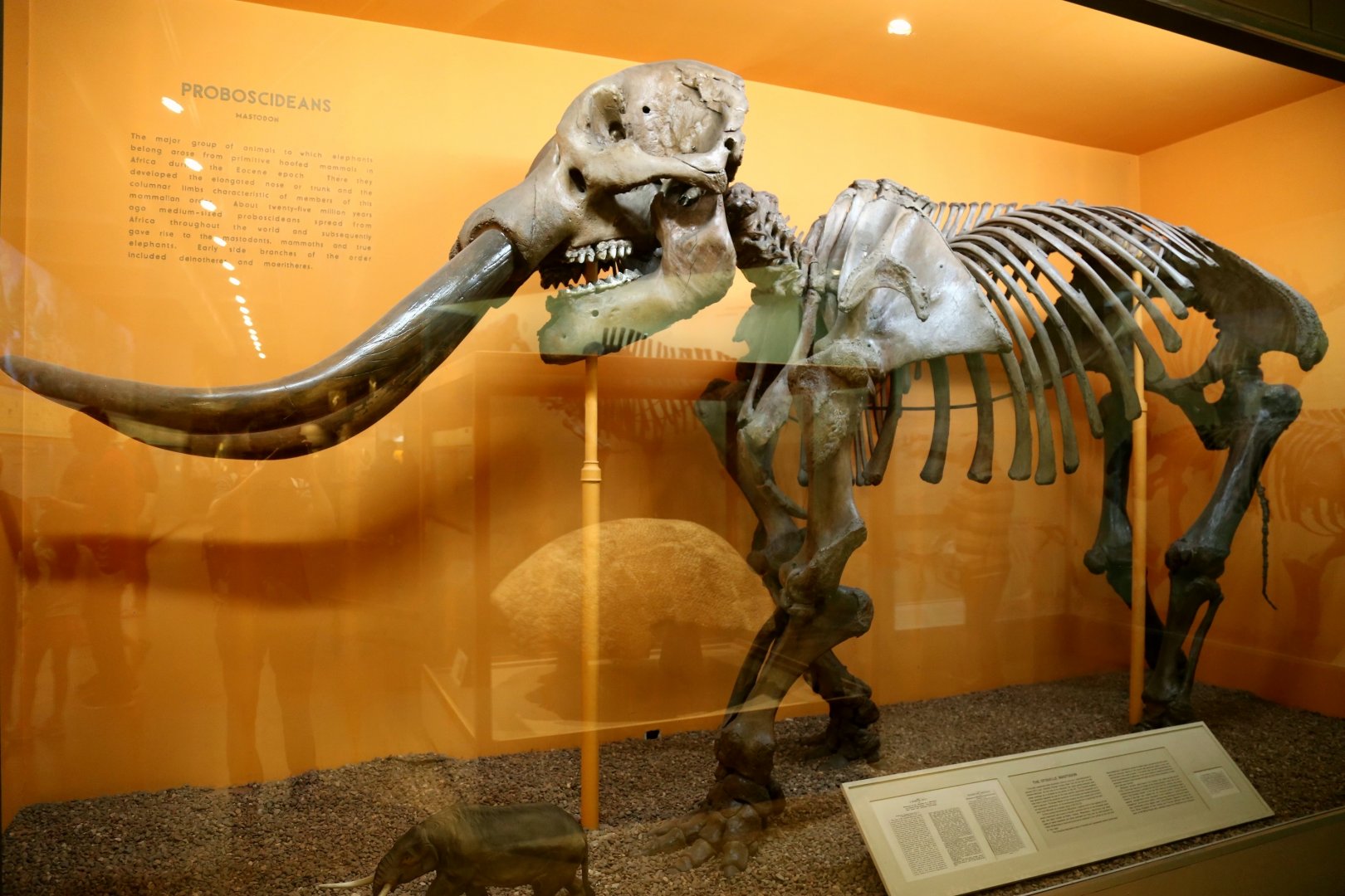 American Mastodon
