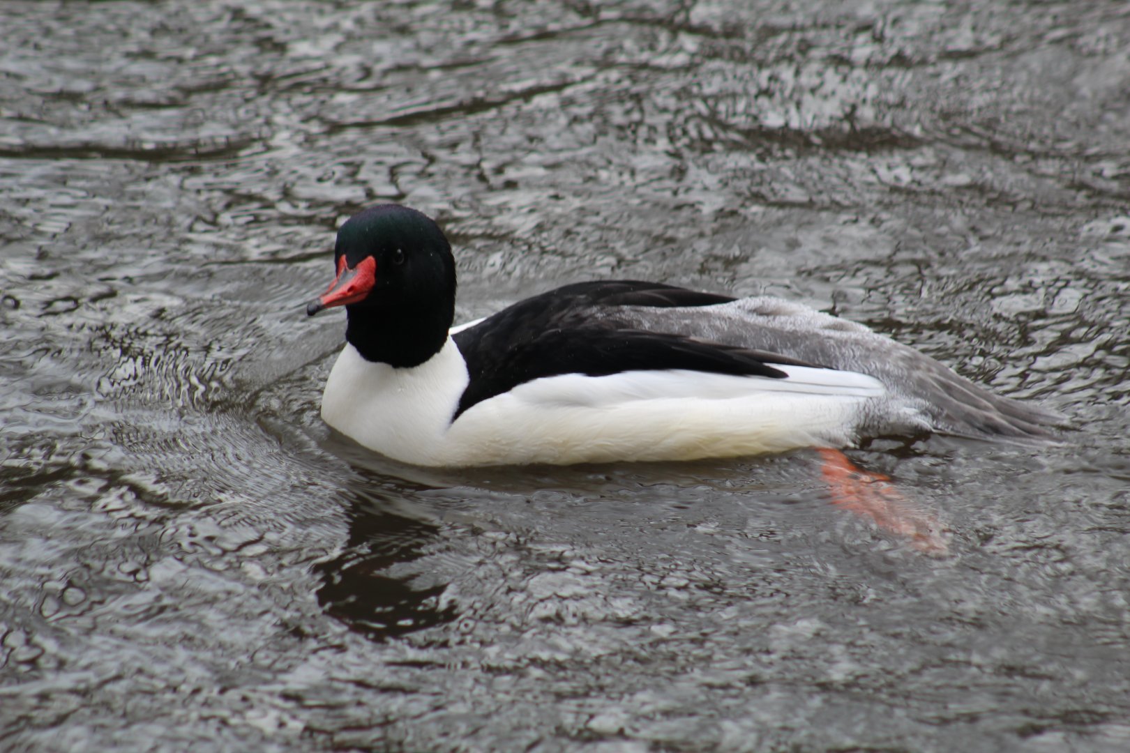 American Merganser