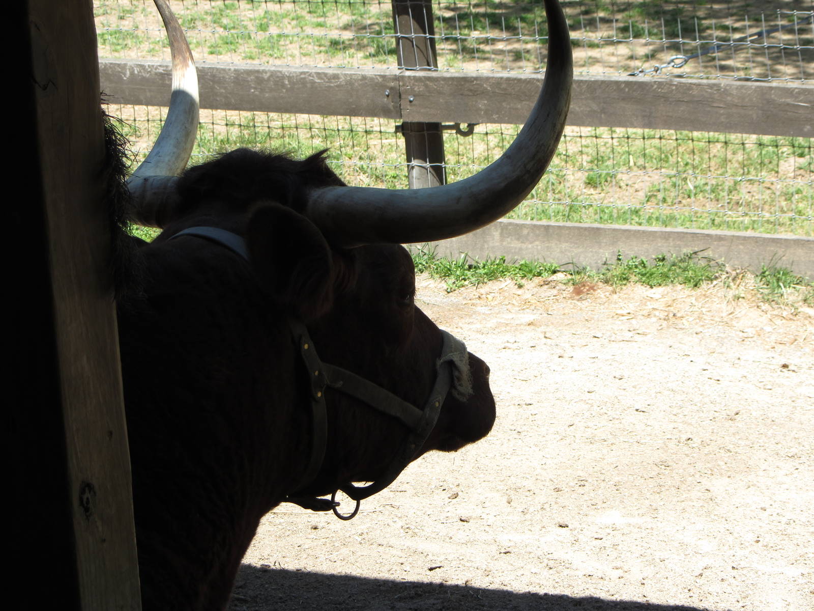 American Milking Devon Silhouette