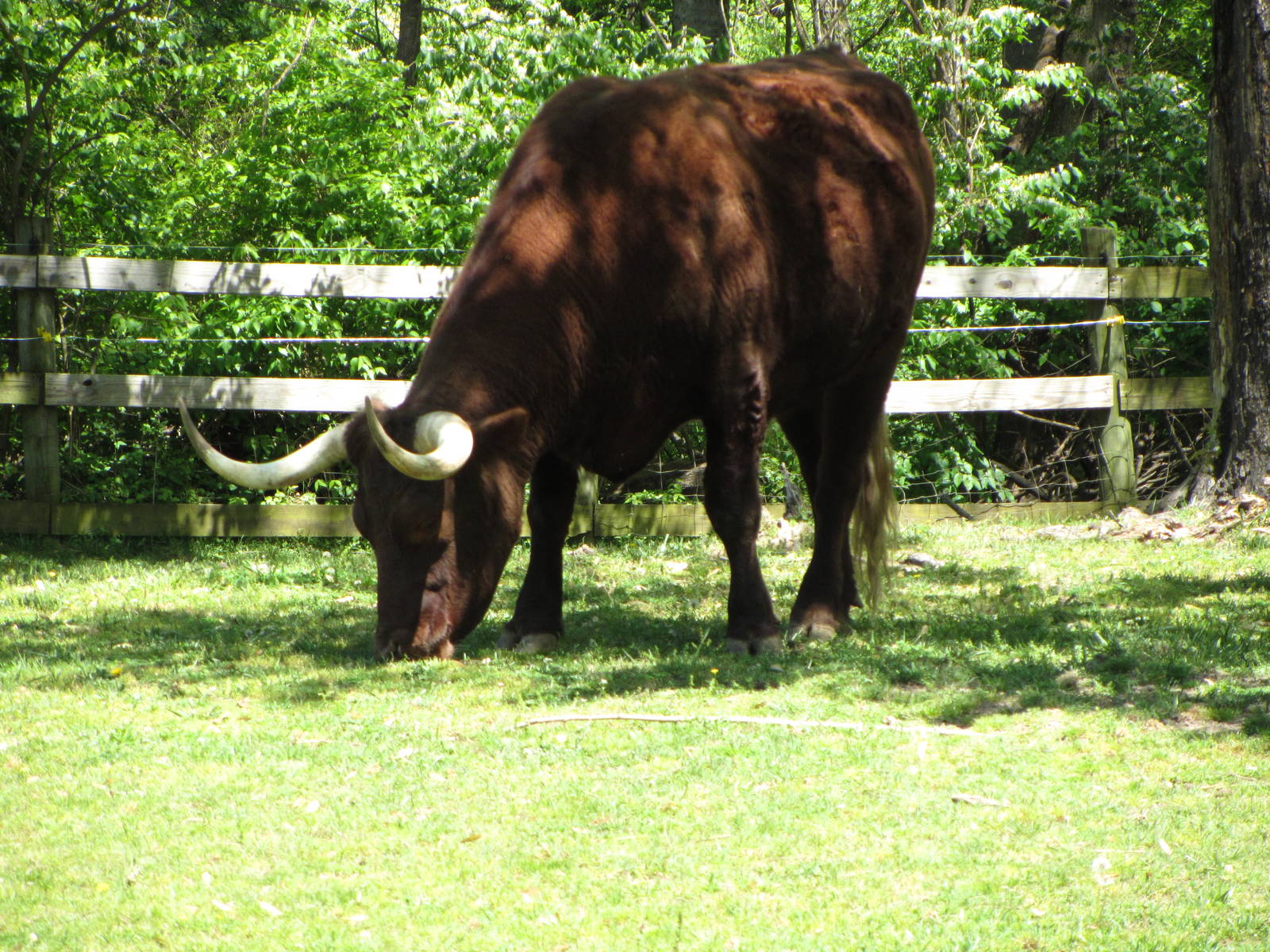 American Milking Devon