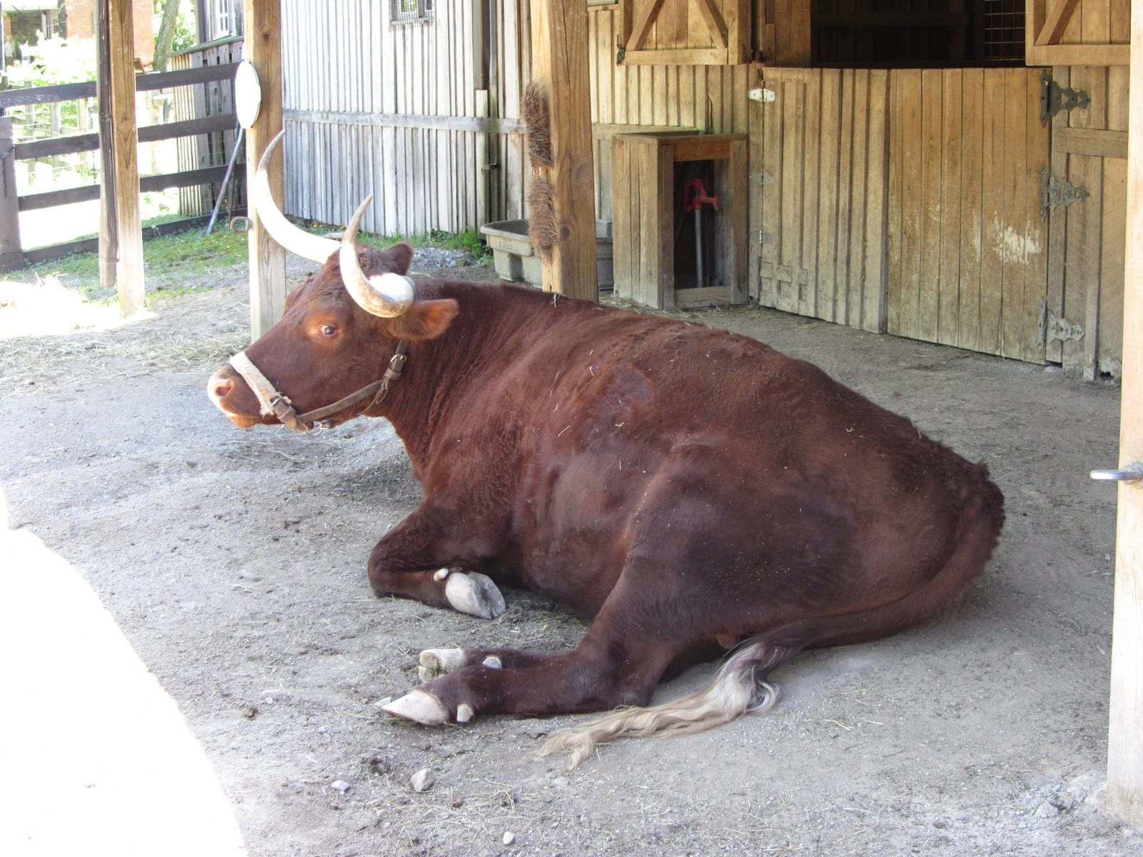 American Milking Devon