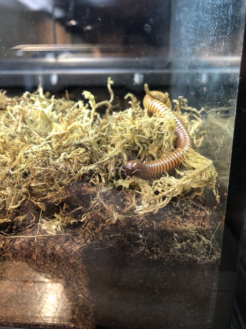 American Millipede (New in 2021)