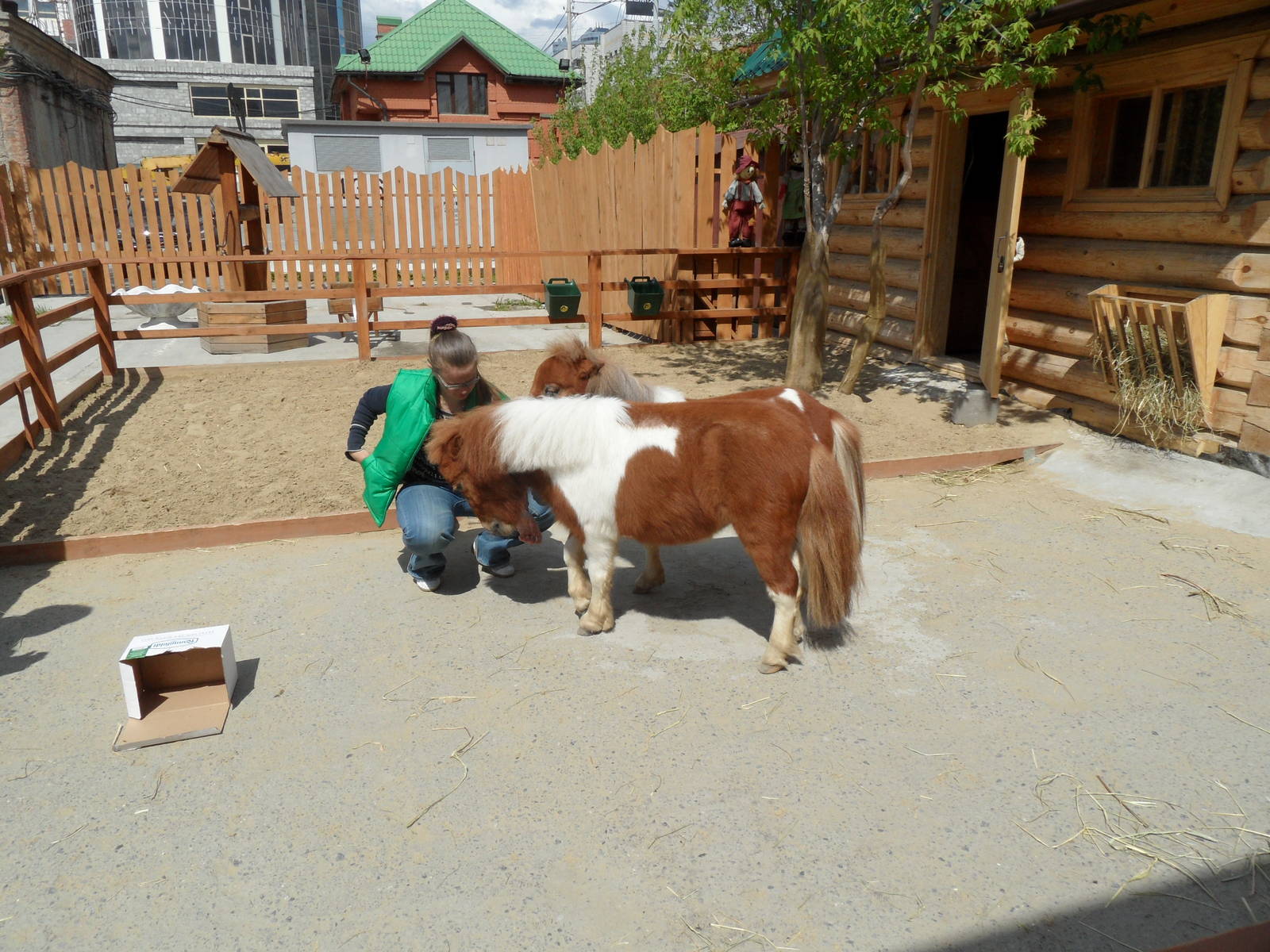 American miniature horse exhibit