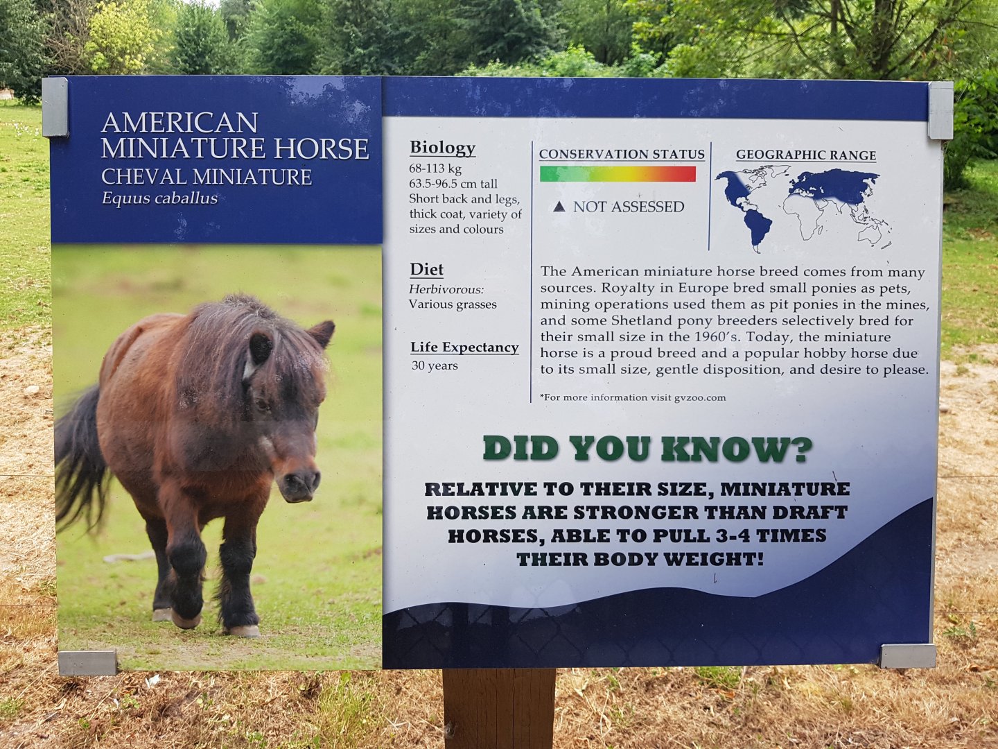 American Miniature Horse Sign