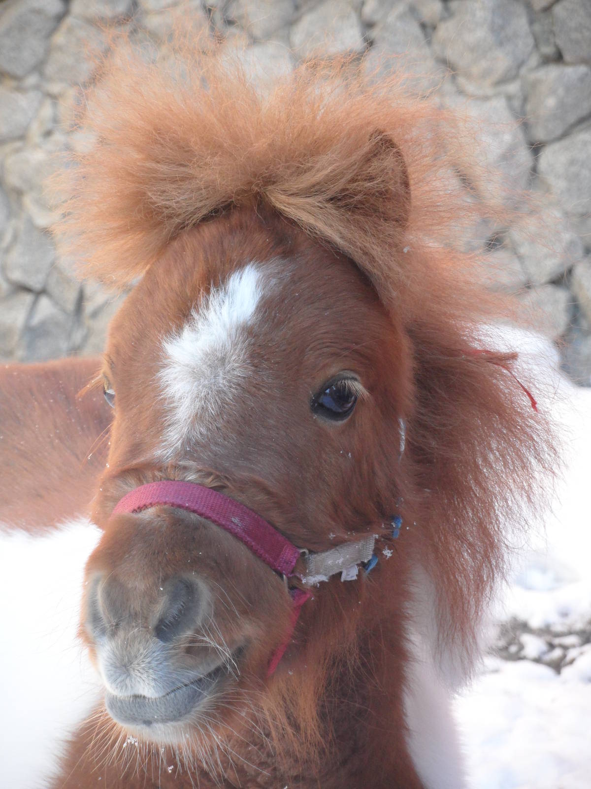 American miniature horse